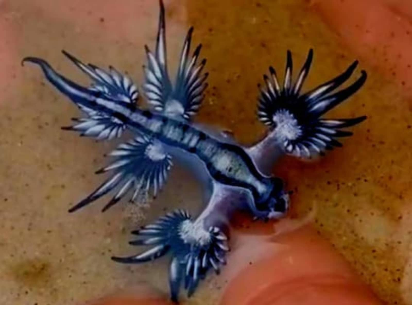 glaucus atlanticus wallpaper