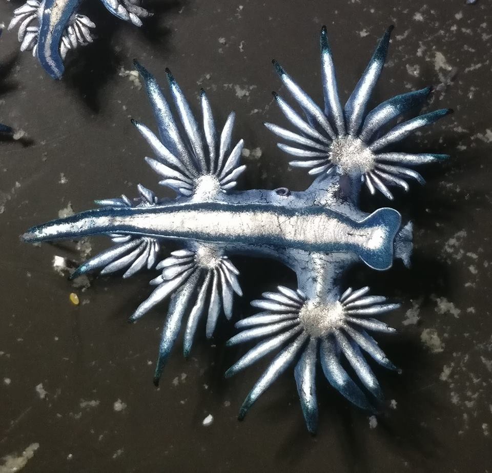 glaucus atlanticus wallpaper