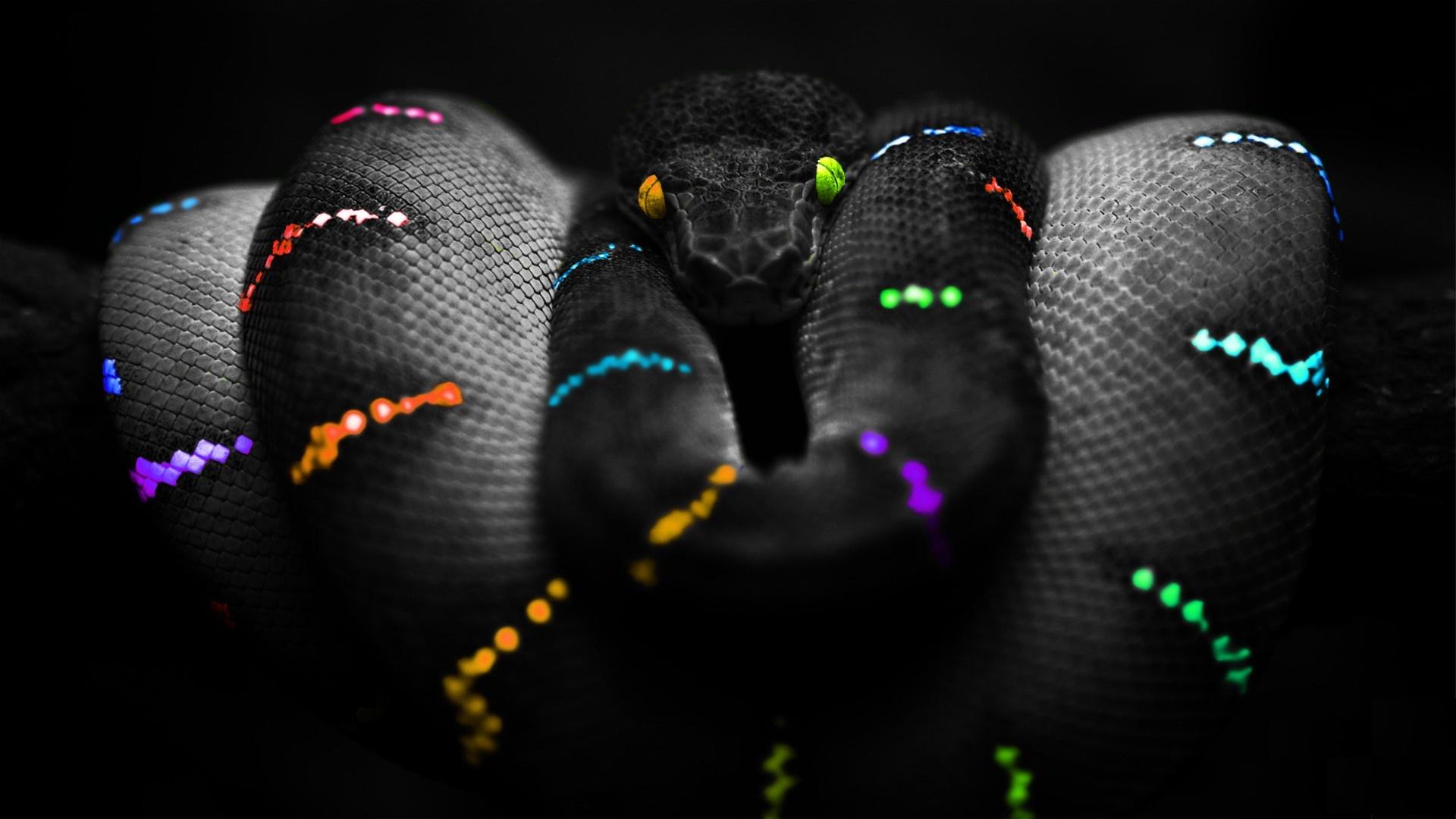 Rainbow Snake Wallpaper