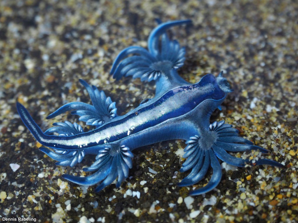 glaucus atlanticus wallpaper