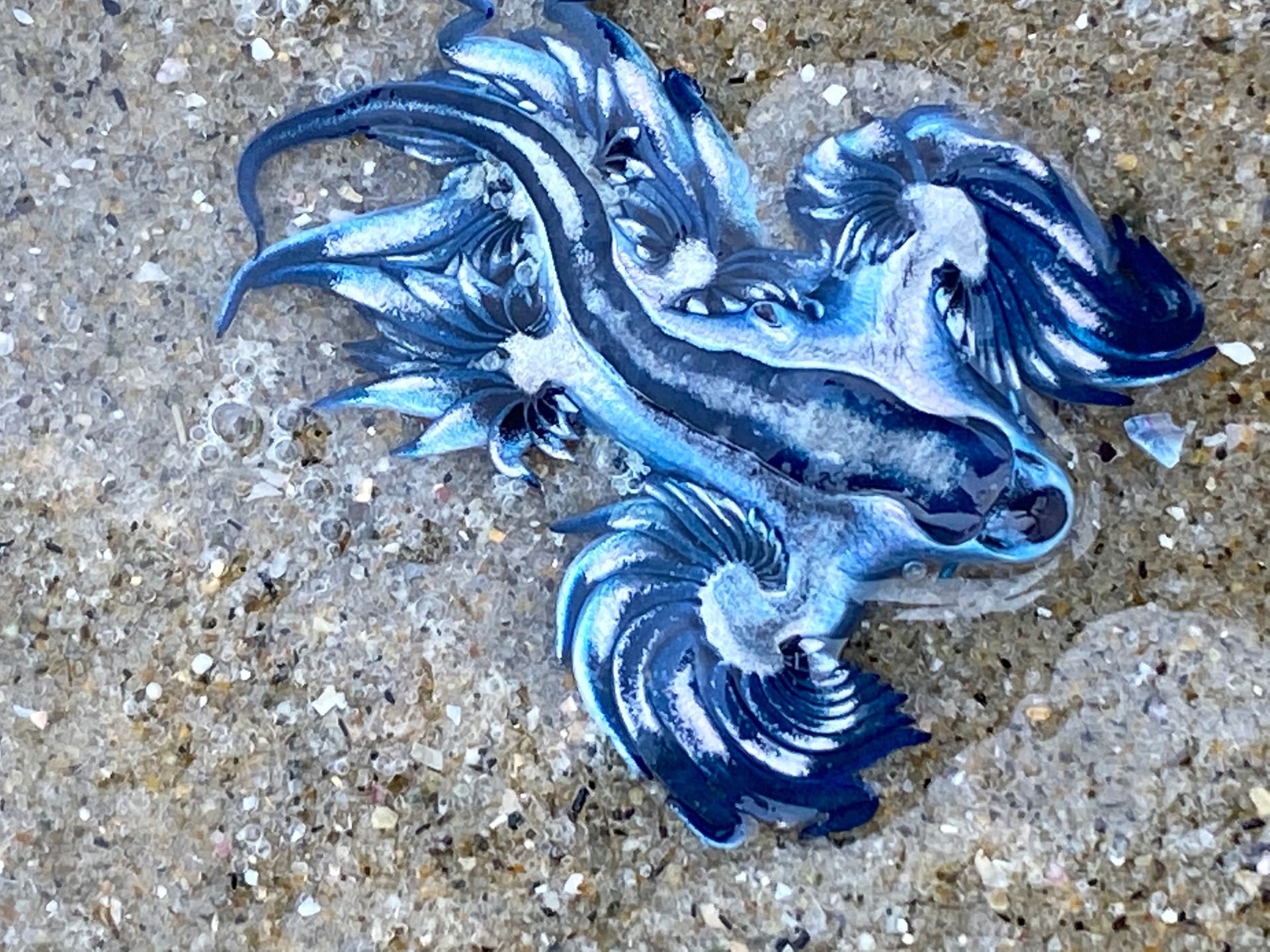 glaucus atlanticus wallpaper