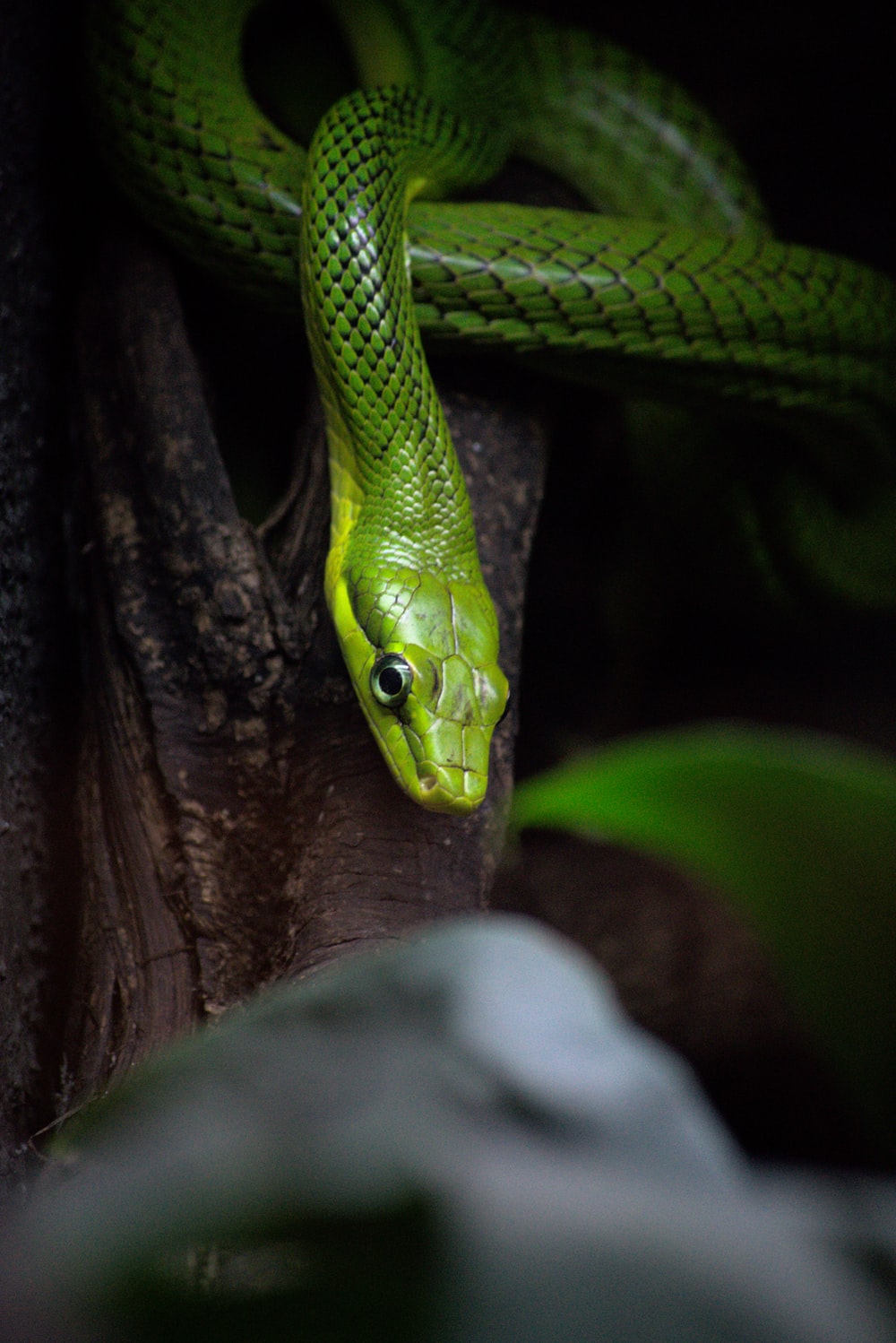 Green Snake Picture. Download Free Image