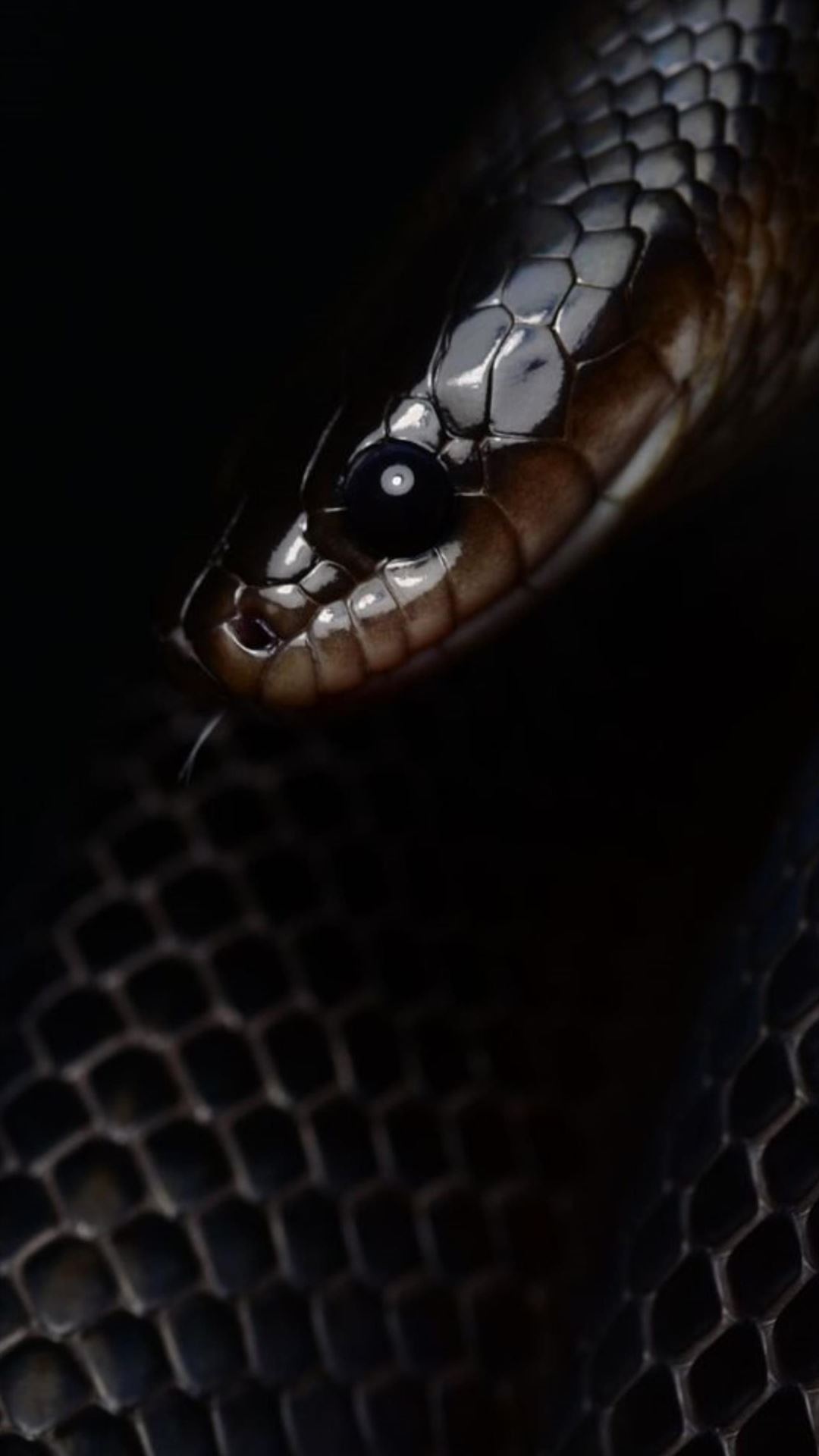 Black Snake