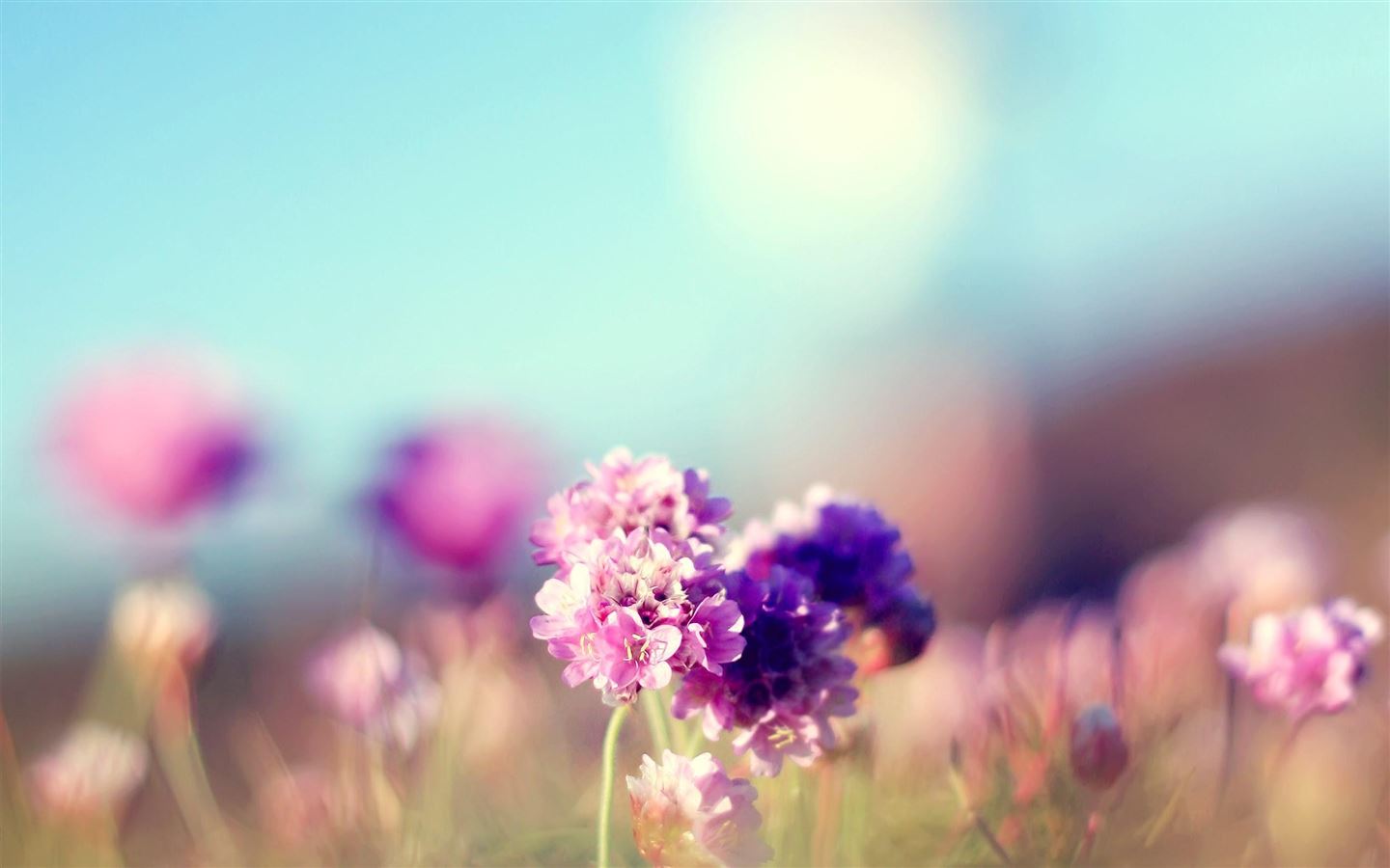 Flowers Field Nature Sunny MacBook Air Wallpaper Download