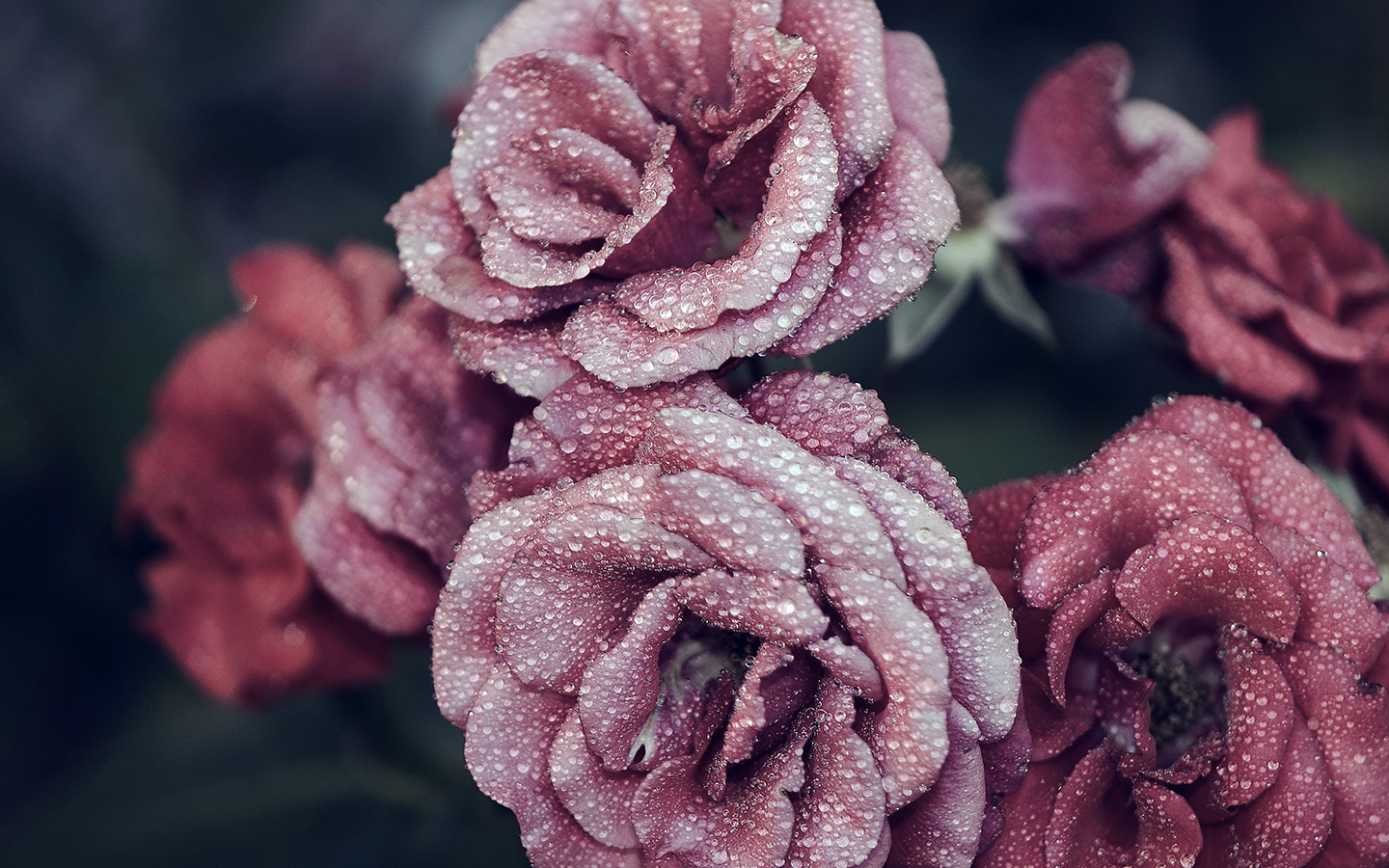 wallpaper for desktop, laptop. rose pink raindrop flower summer nature blue