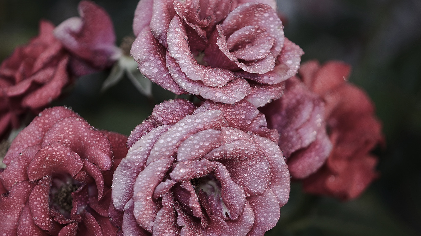 wallpaper for desktop, laptop. rose pink raindrop flower summer nature