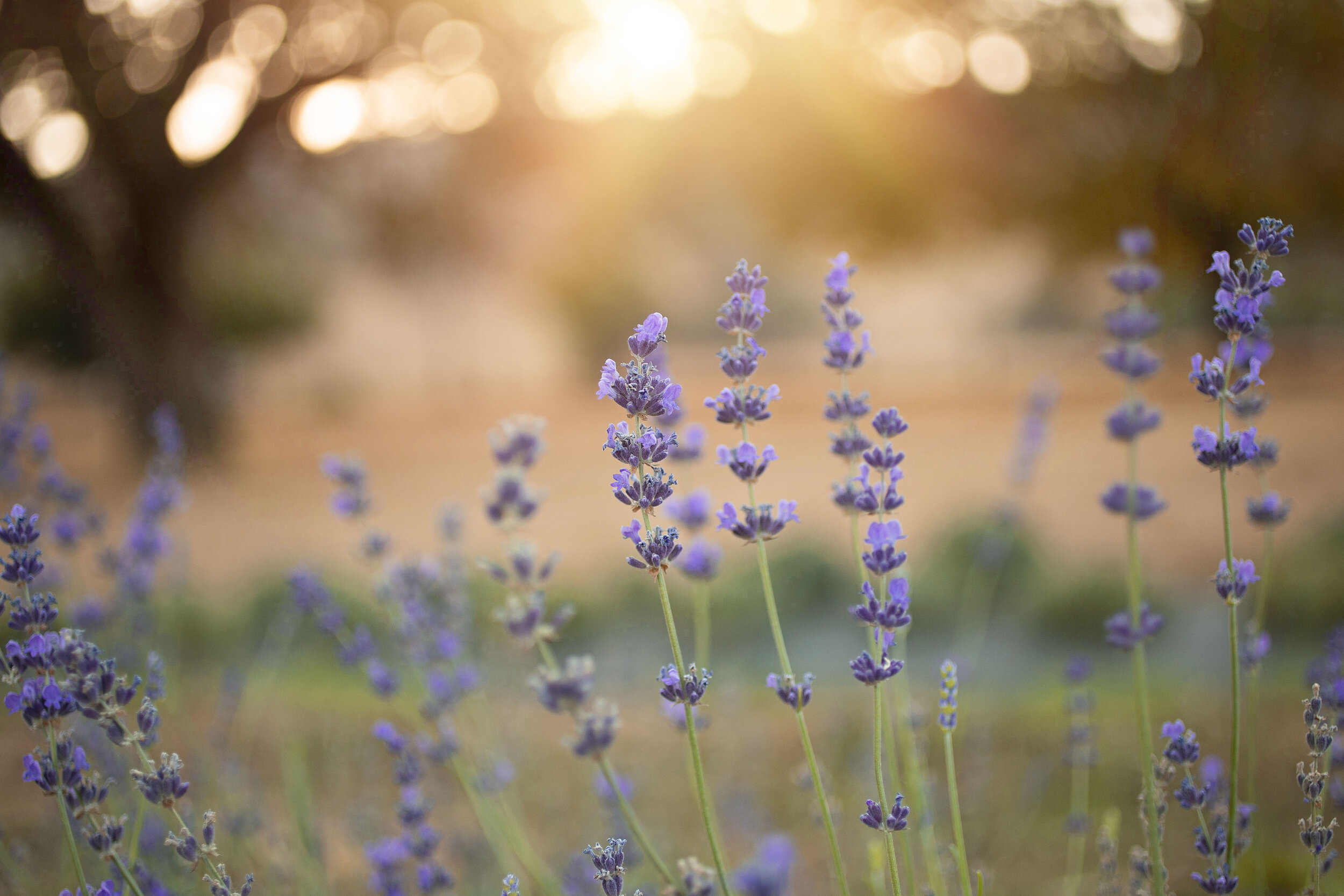 CSA Summer Flower Bucket