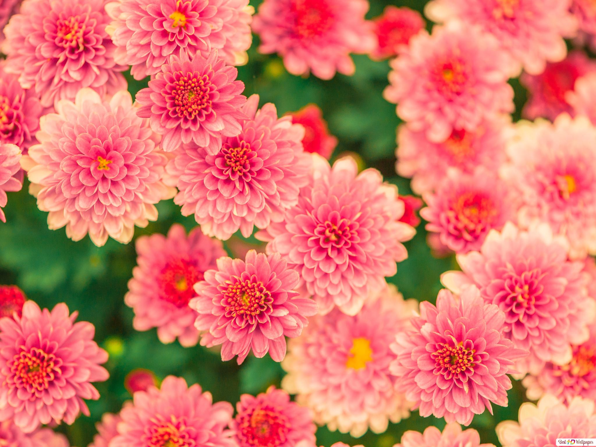Pink pretty flowers blooms in summer HD wallpaper download