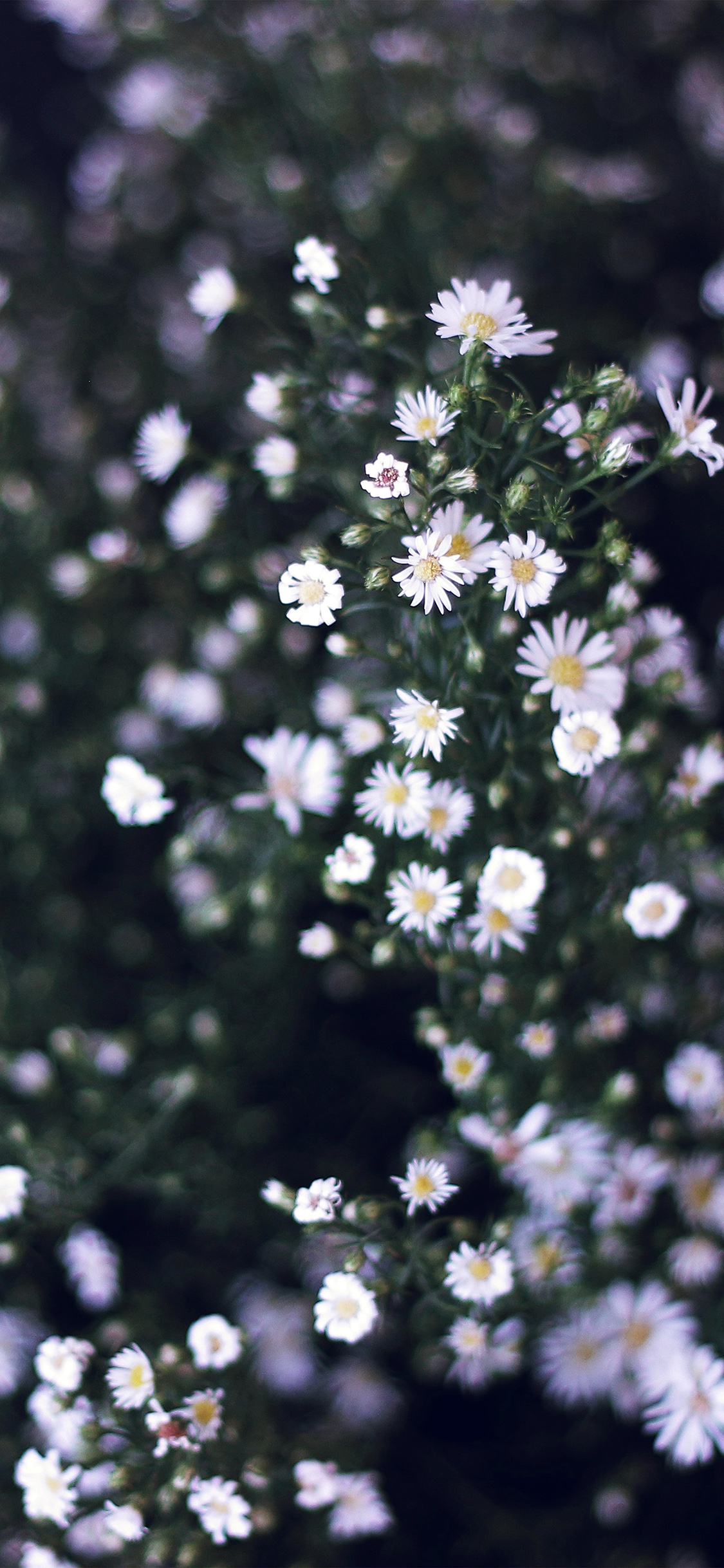 iPhone X wallpaper. flower white spring nature bluish