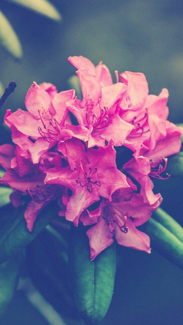 Floral Spring iPhone Wallpaper: HD, 4K, 5K for PC and Mobile. Download free image for iPhone, Android