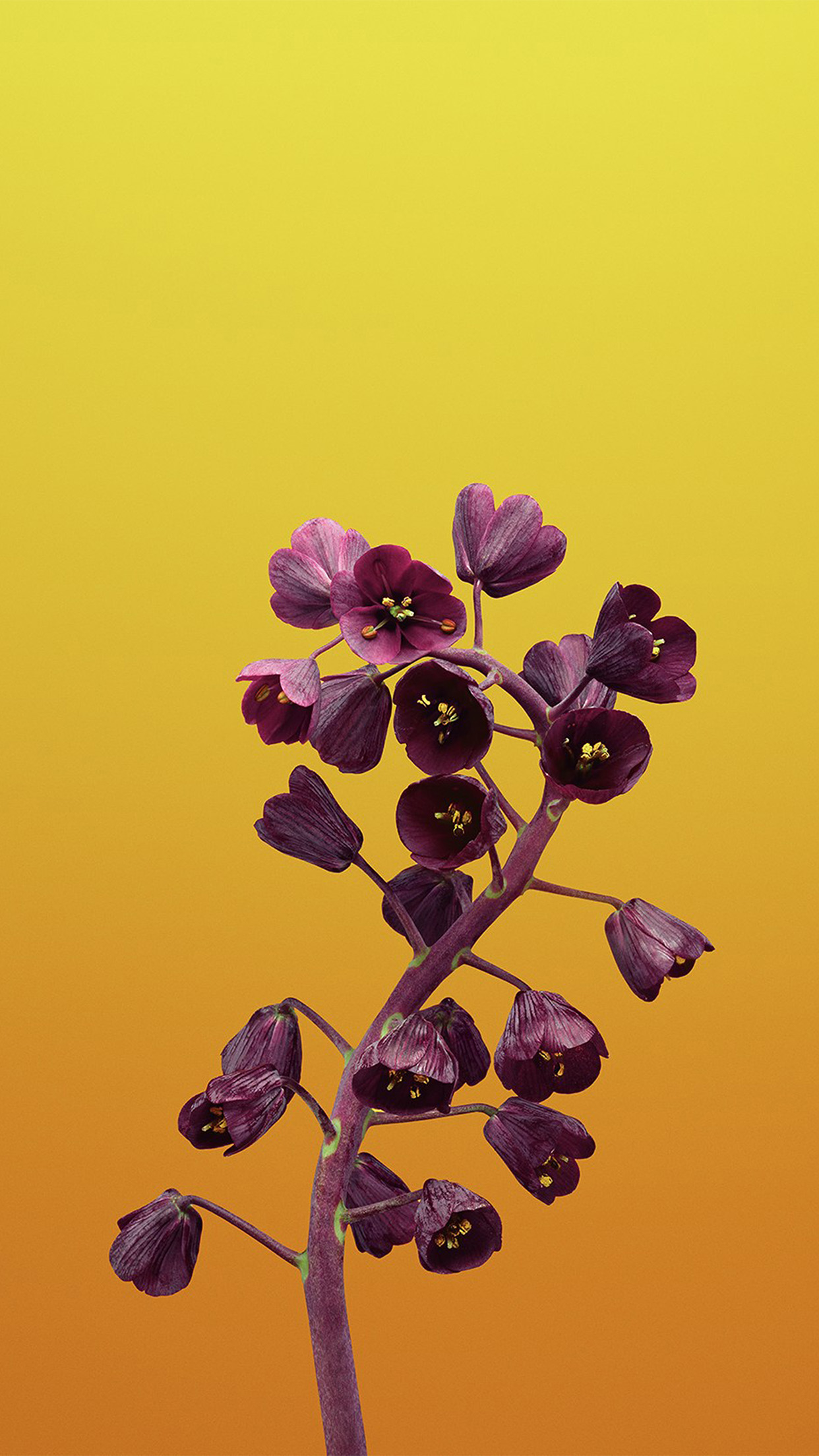4k iPhone Wallpaper Flower