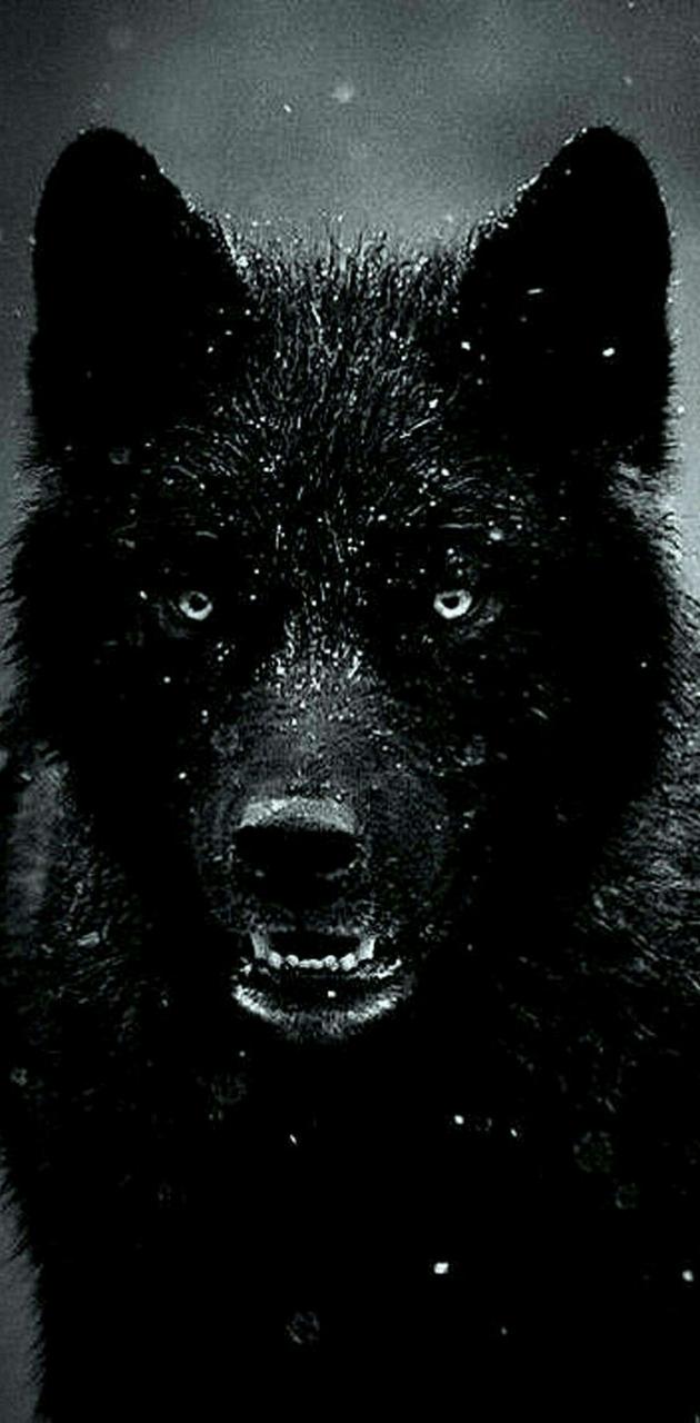Wild wolf wallpaper