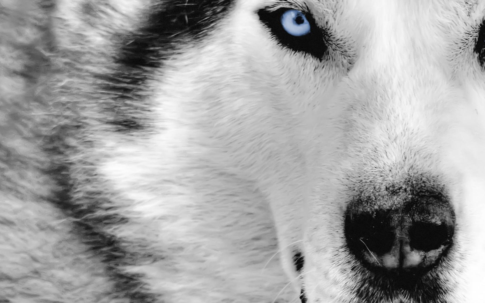 Free download Wolves image Wolf wallpaper HD wallpaper and background [1920x1080] for your Desktop, Mobile & Tablet. Explore Wolf Wallpaper. Black Wolf Wallpaper, Cool Wolf Wallpaper, Wolf Wallpaper Free Download