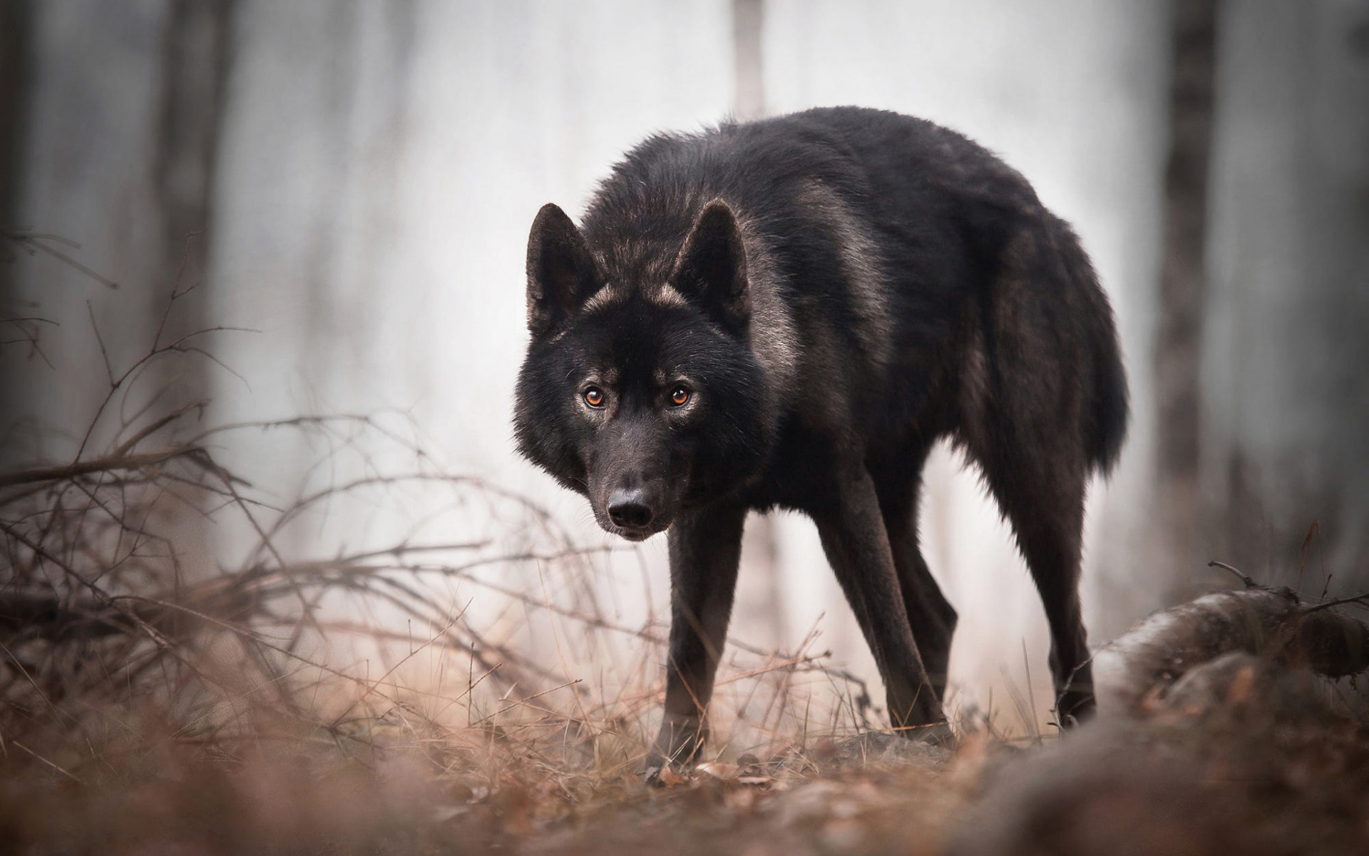 Download wallpaper black wolf, wildlife, forest, wolves, dangerous animals for desktop with resolution 1920x1200. High Quality HD picture wallpaper