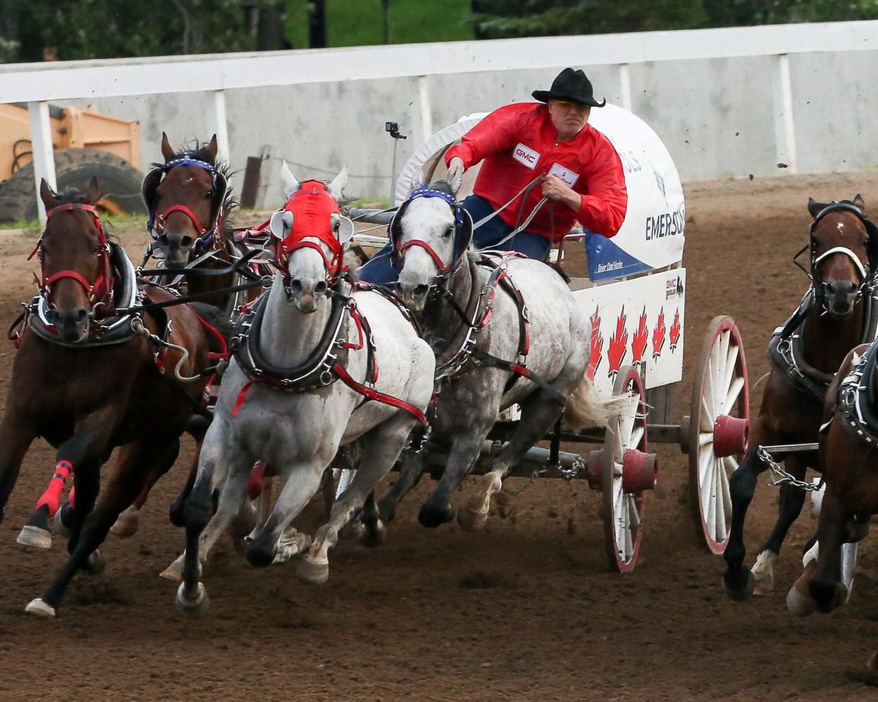 Stampede visitors weigh in on chuckwagon racing following 6 horse deaths