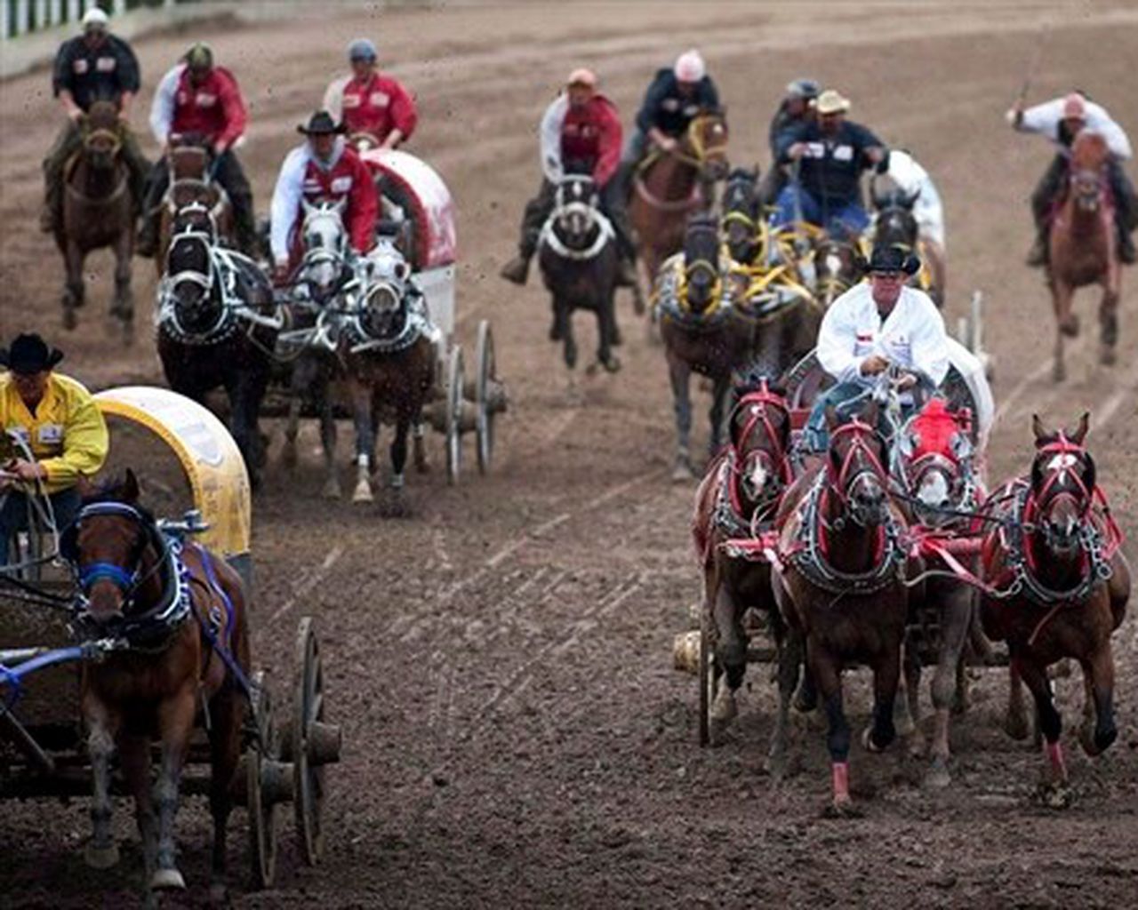 Chuckwagon race safety up for review after six horses die during Stampede event