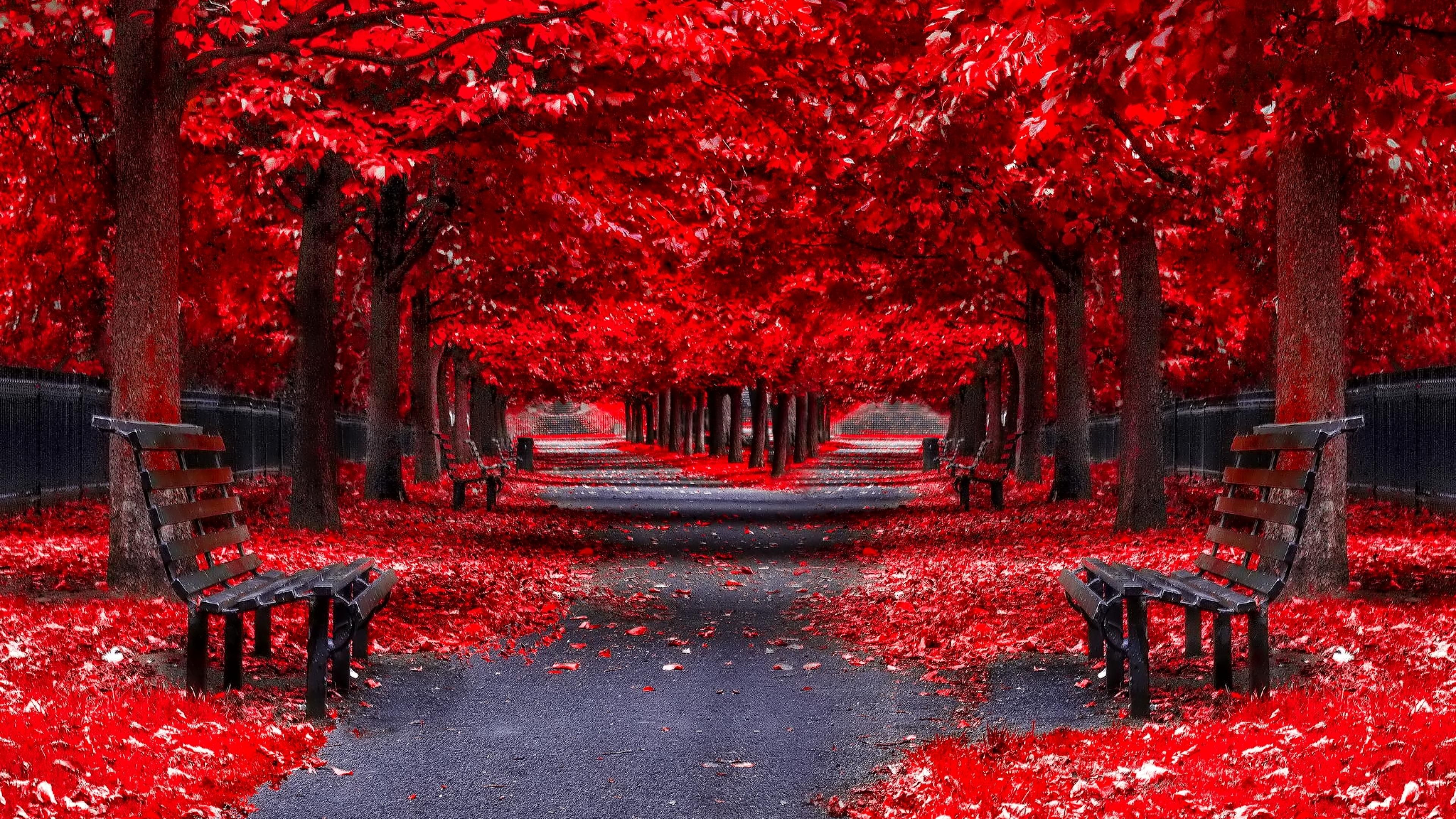 Nature Red Trees Road iPhone 8 Wallpapers Free Download