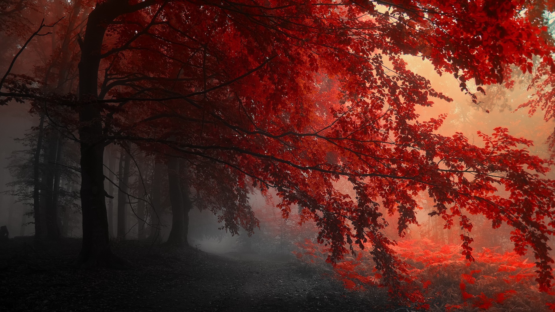 fall, Mist, Red, Nature Wallpaper HD / Desktop and Mobile Background