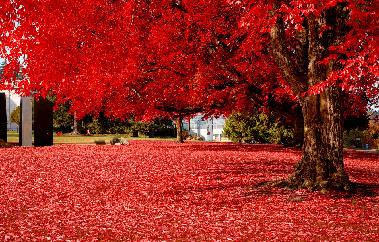 Wallpaper autumn, leaves, trees, nature, Park, foliage, colorful, red, red, Nature, trees, park, autumn, leaves image for desktop, section пейзажи