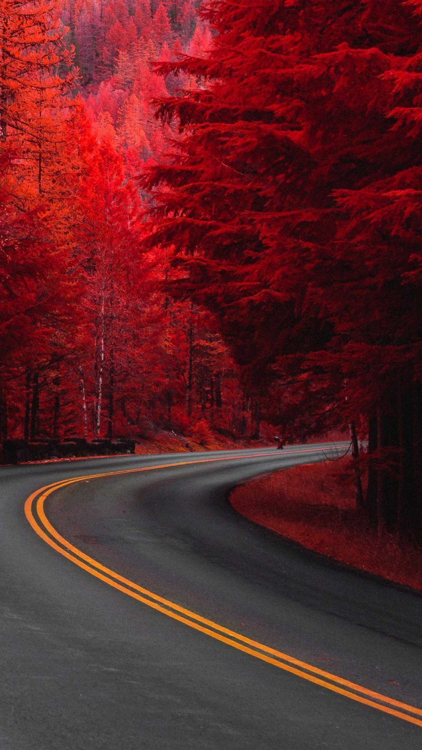 Pine Red Trees Road 4K Ultra HD Mobile Wallpaper. Beautiful nature wallpaper hd, Beautiful nature picture, Beautiful landscape wallpaper