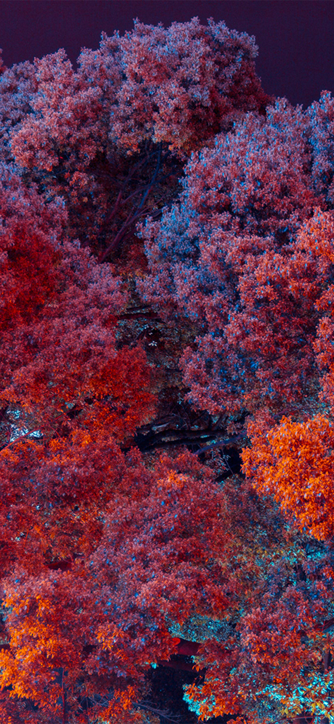 iPhone X wallpaper. tree red nature art