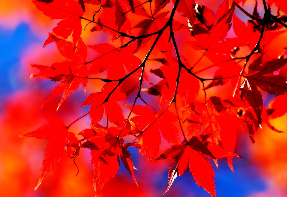 Leaves, Red, Nature wallpaper. FREE Best background