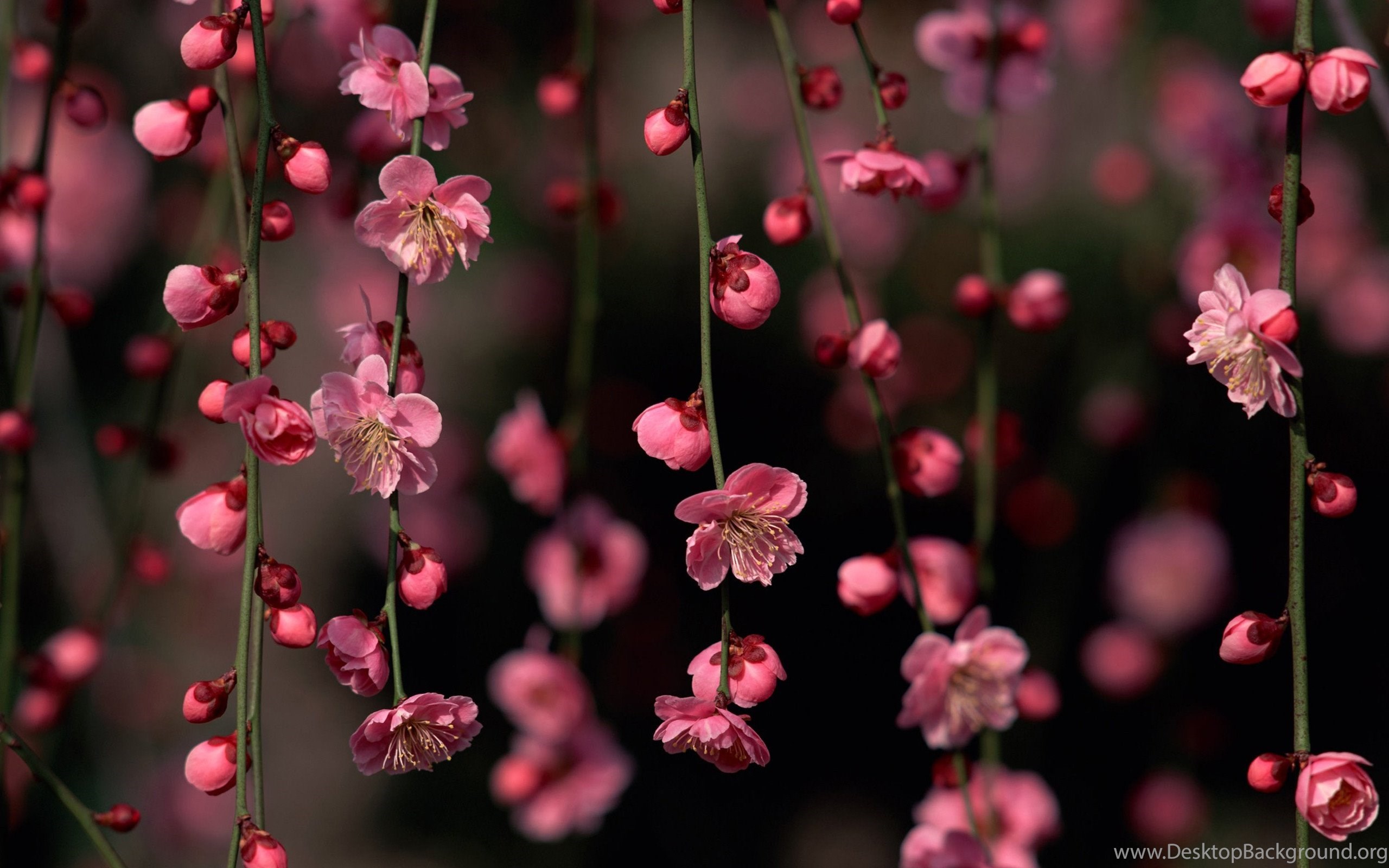 Spring Flowers Windows 8 And 8.1 Wallpaper Desktop Background