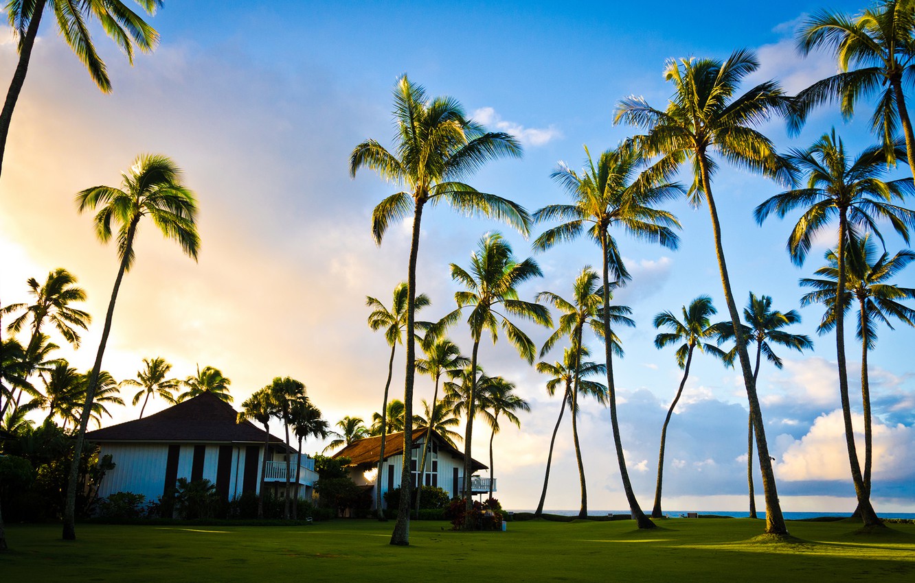 Wallpaper summer, pacific ocean, tree, hawaii, palm, kauai image for desktop, section пейзажи