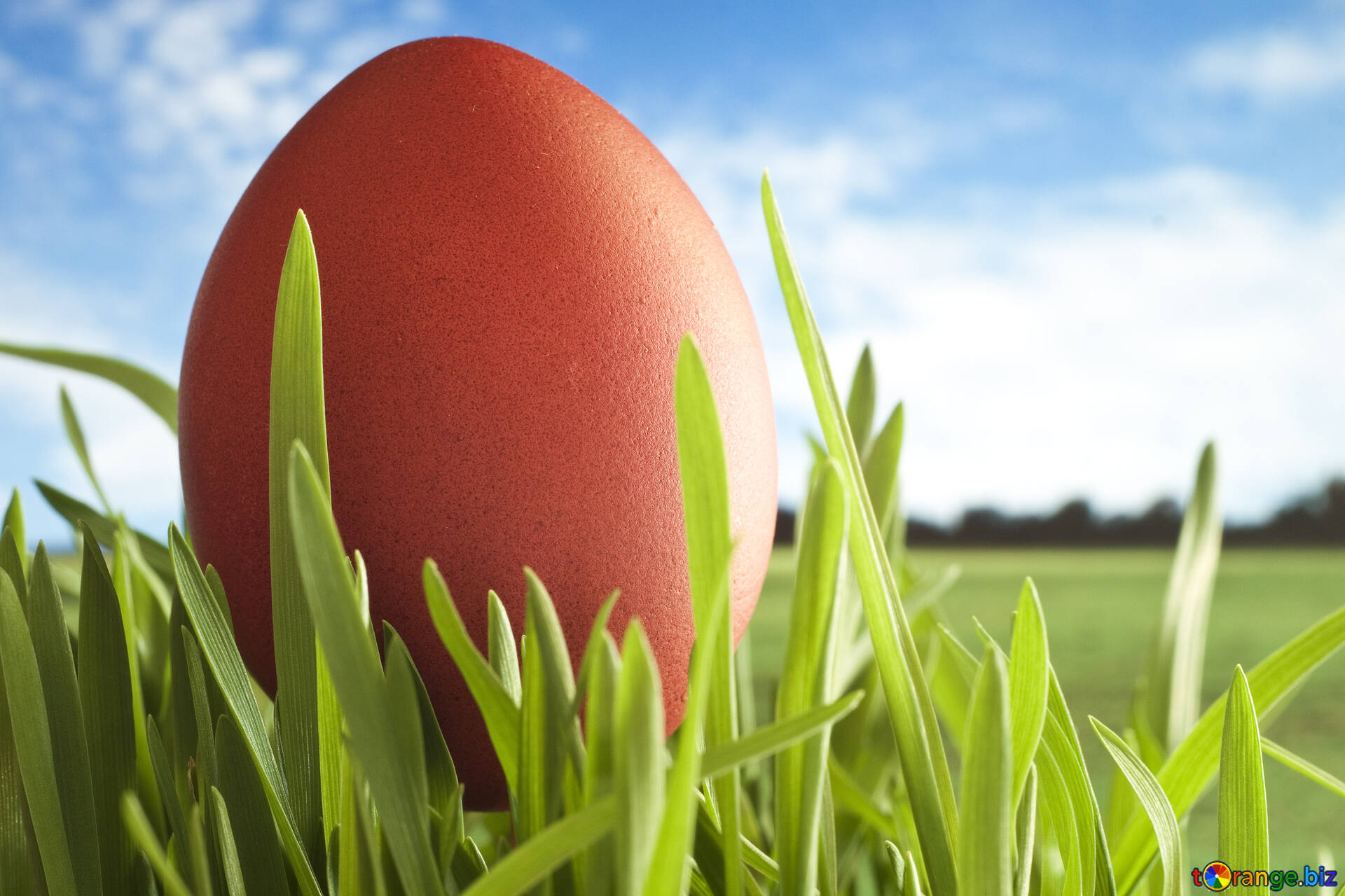 Red Easter Eggs Image Picture Wallpaper For Desktop At Easter. Image Grass № 8179. Torange.biz Free Pics On Cc By License