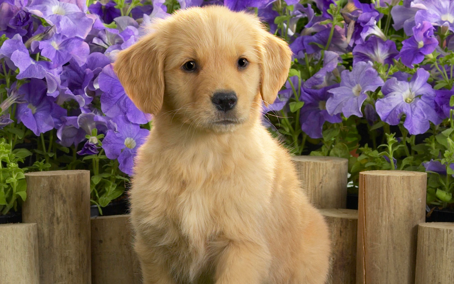 Free download Yellow Labrador Puppy Wallpaper HD Wallpaper [1920x1200] for your Desktop, Mobile & Tablet. Explore Spring Golden Retriever Wallpaper. Free Golden Retriever Puppy Wallpaper, Golden Wallpaper, Cute Golden