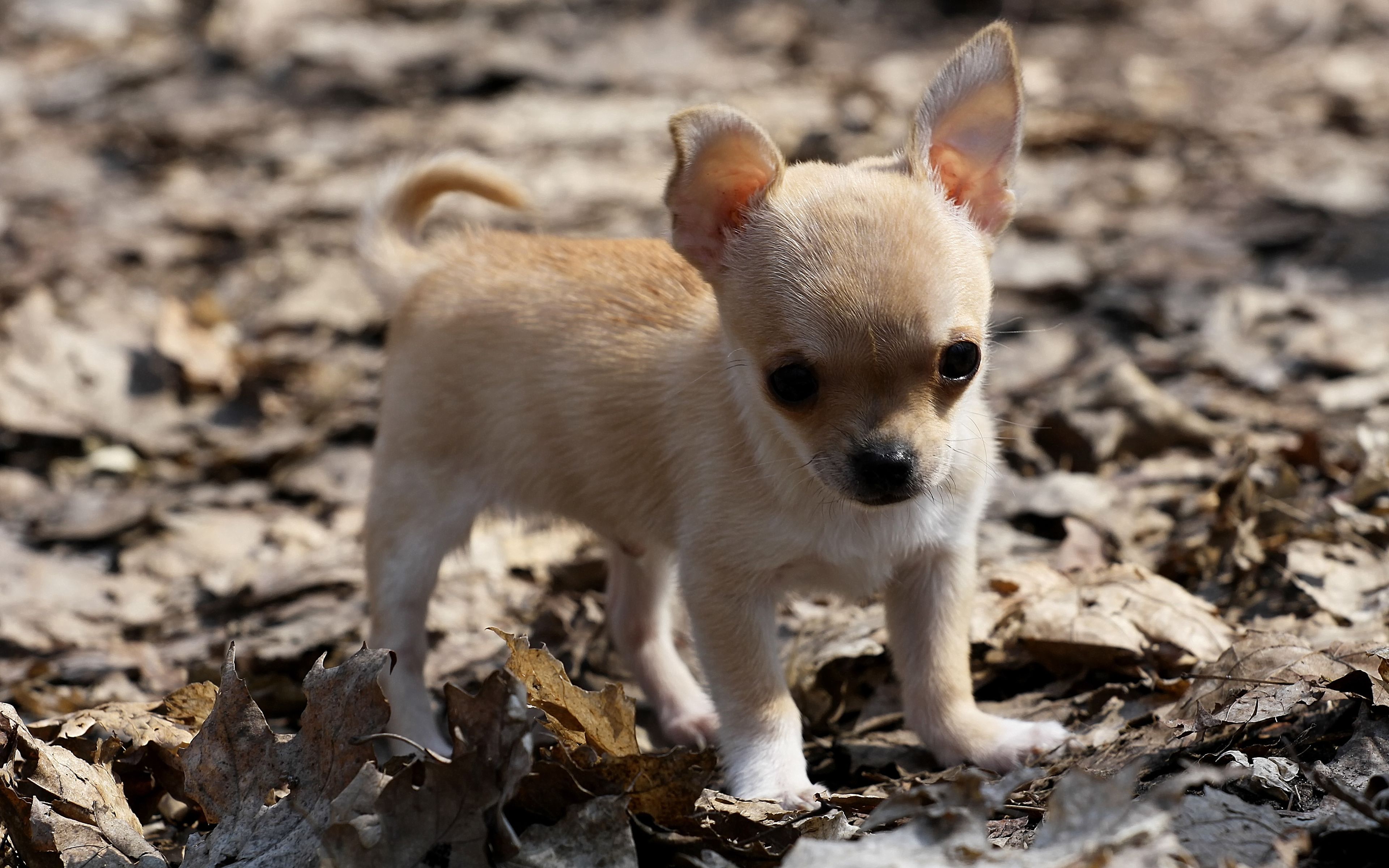 Chihuahuas Very Cute Puppy Wallpaper