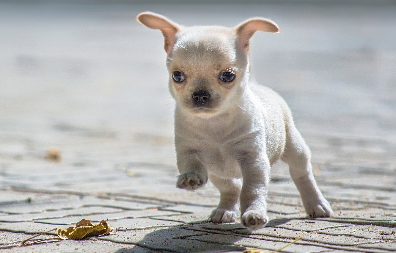 Wallpaper baby, puppy, Chihuahua image for desktop, section собаки