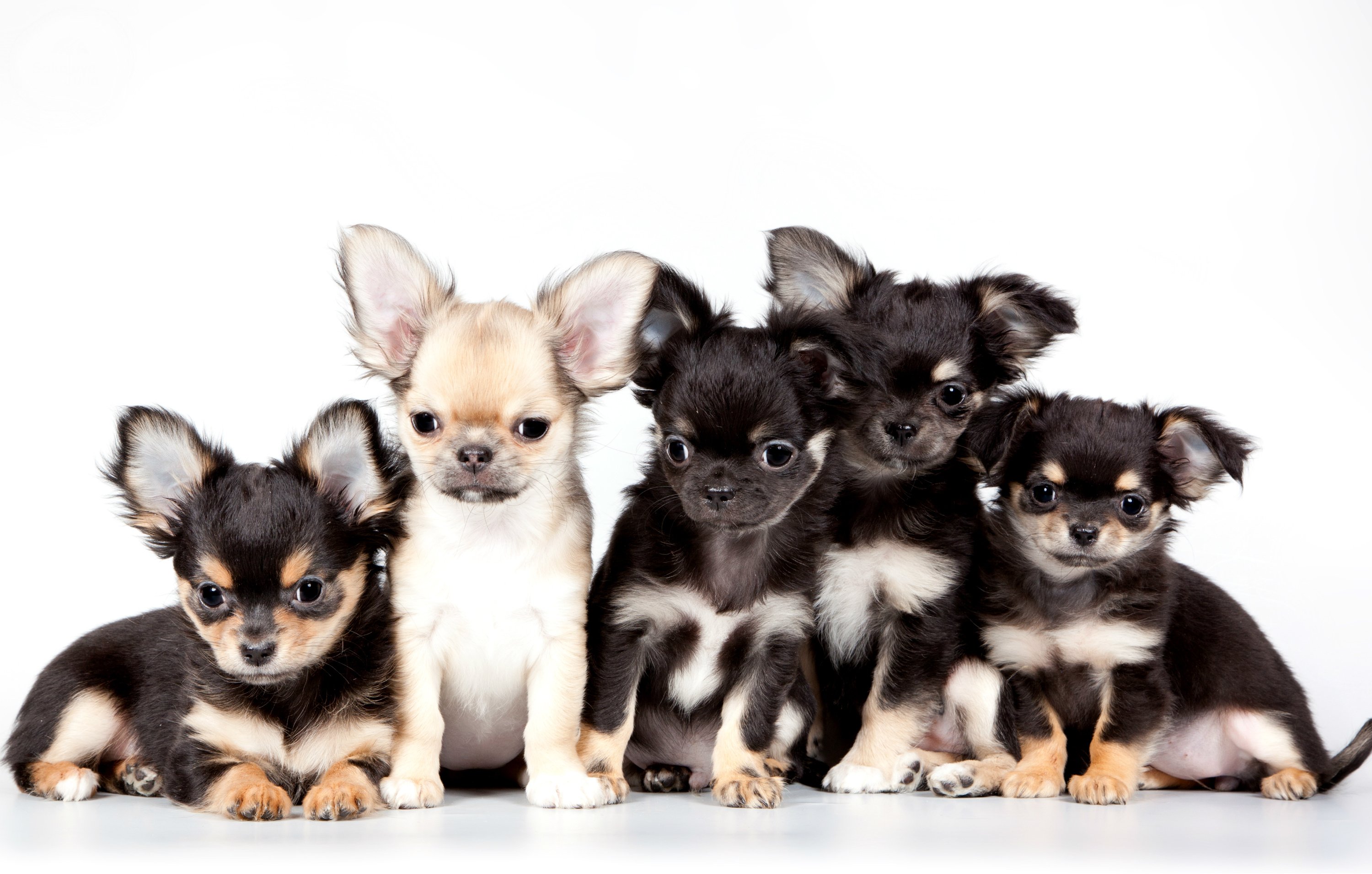 chihuahua, Dog, Puppy, Baby Wallpaper HD / Desktop and Mobile Background