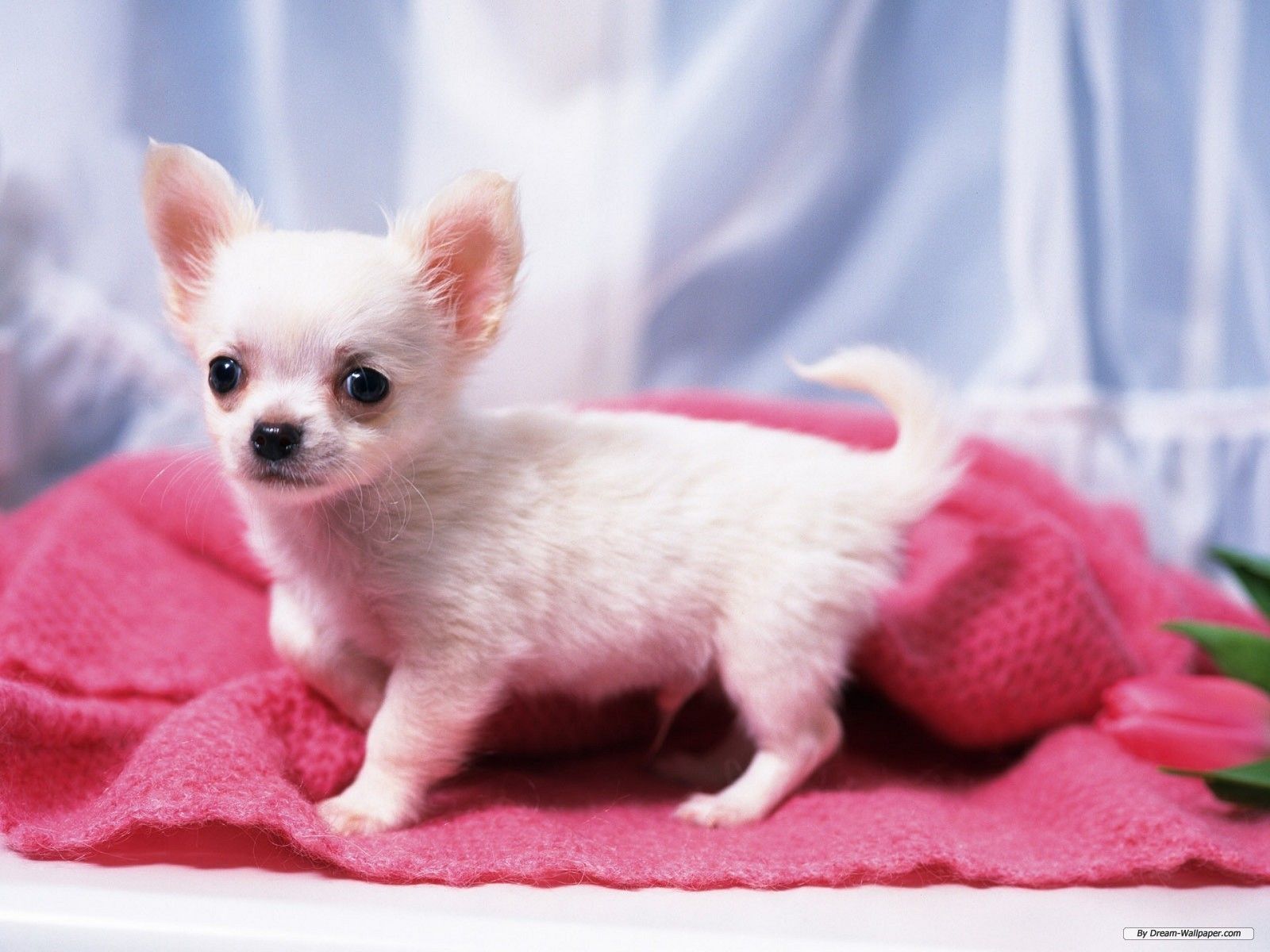 Chihuahuas Wallpaper: Gorgeous Chihuahua. Chihuahua puppies, Baby puppies, Chihuahua funny