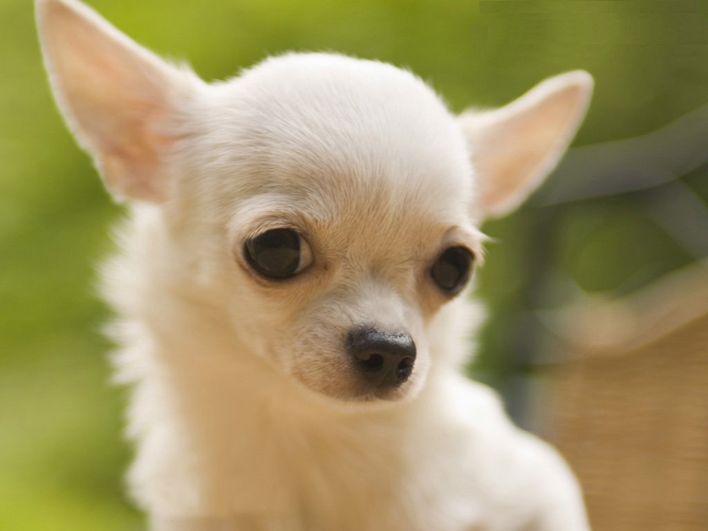 Chihuahua Wallpaper, Picture, Photo