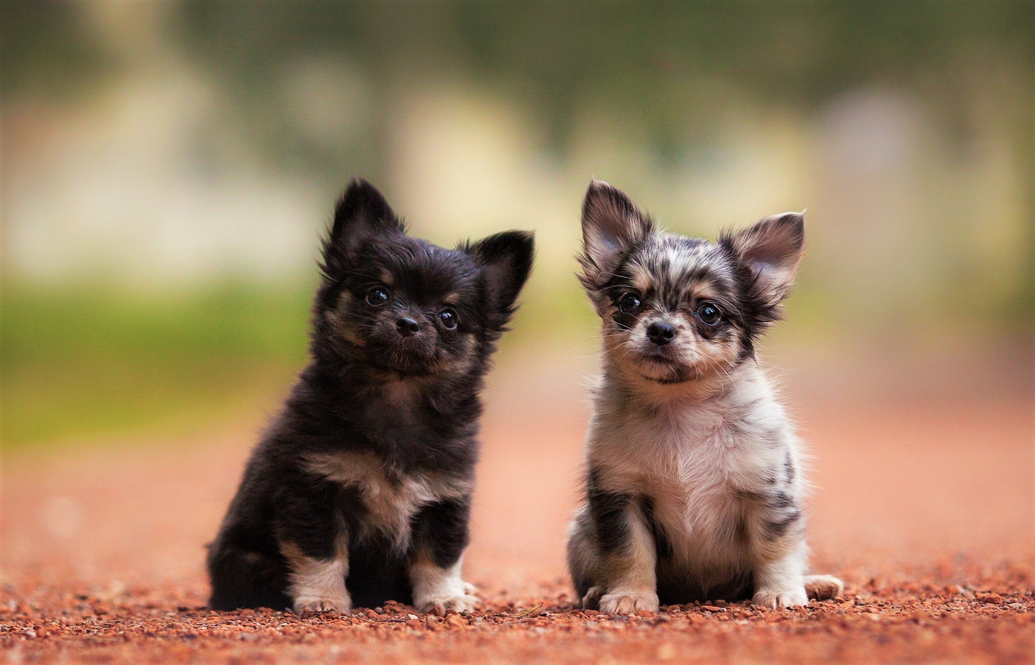 Chihuahua Puppies HD Wallpaper