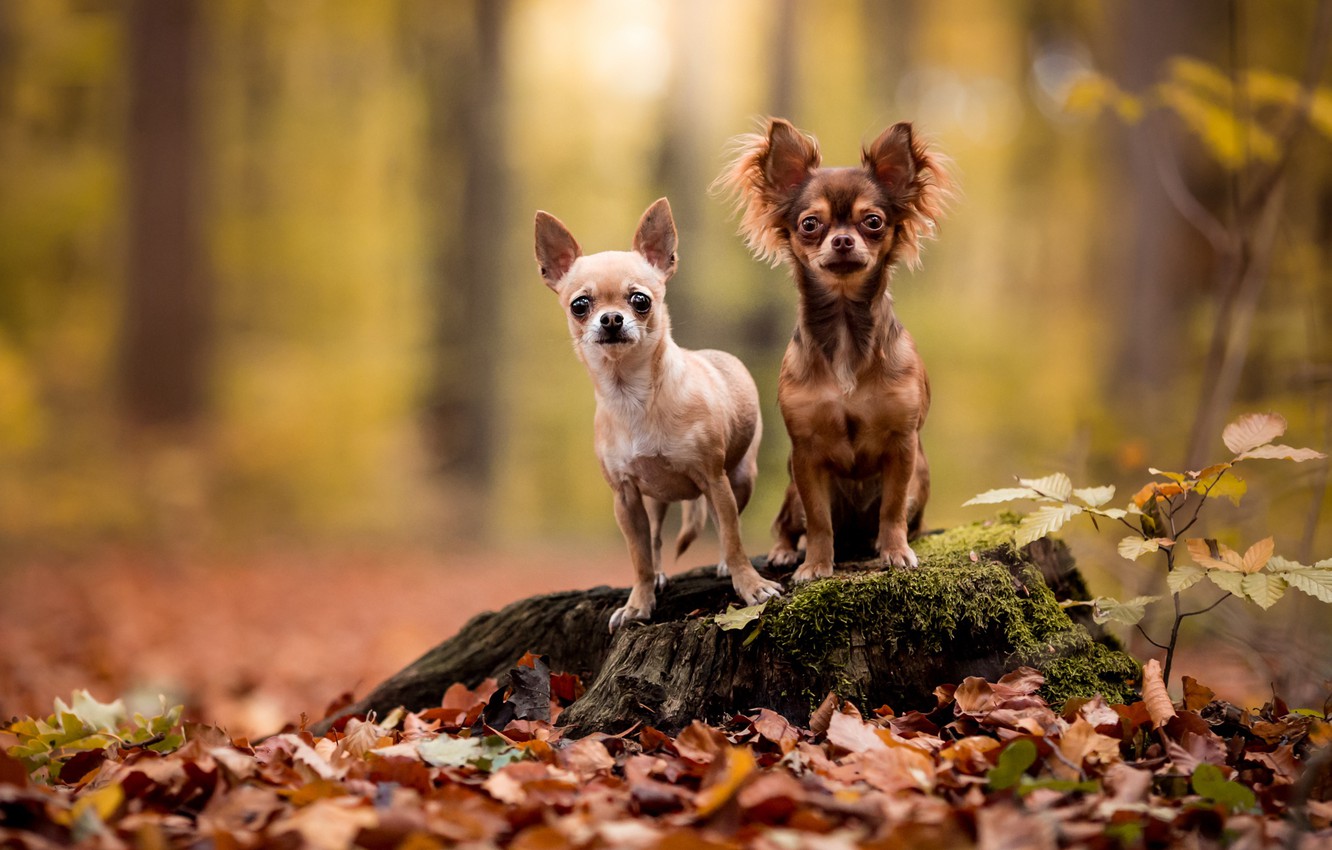 Wallpaper autumn, forest, dogs, look, leaves, nature, pose, two, stump, pair, a couple, Duo, friends, Chihuahua, dogs, baby image for desktop, section собаки