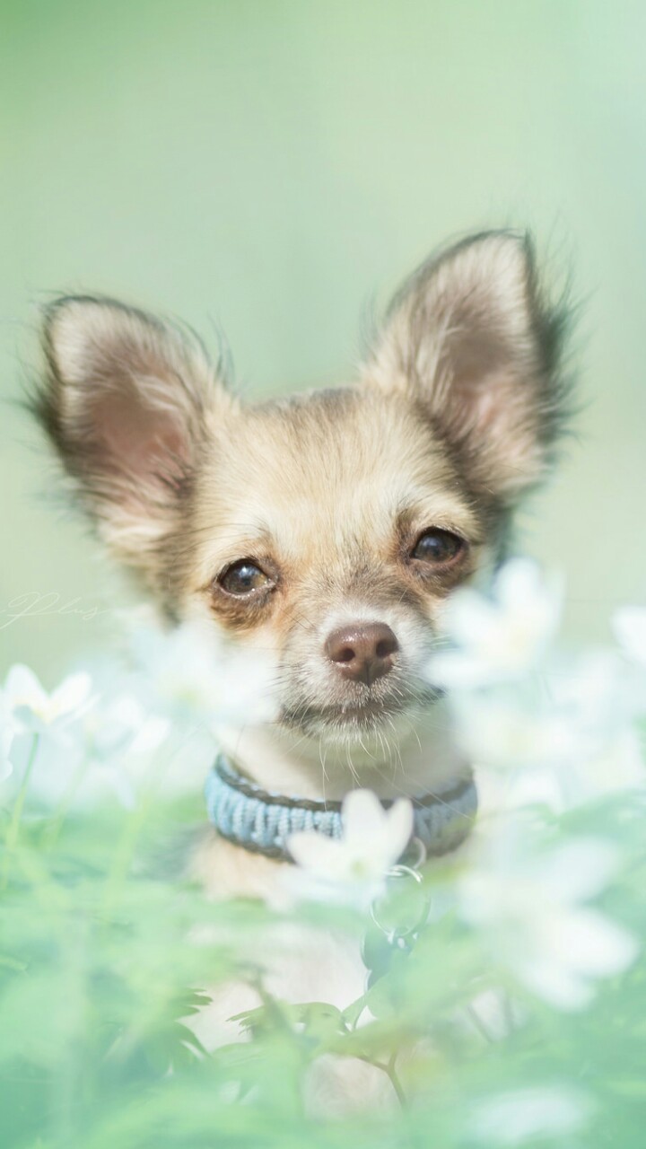 animals, baby, baby dog, background, beautiful, beautiful dog, beauty, chihuahua, cute animals, cute baby, cute puppy, dog, nature, nose, pastel, puppy, soft, still life, wallpaper, wallpaper, we heart it, wallpaper iphone, green