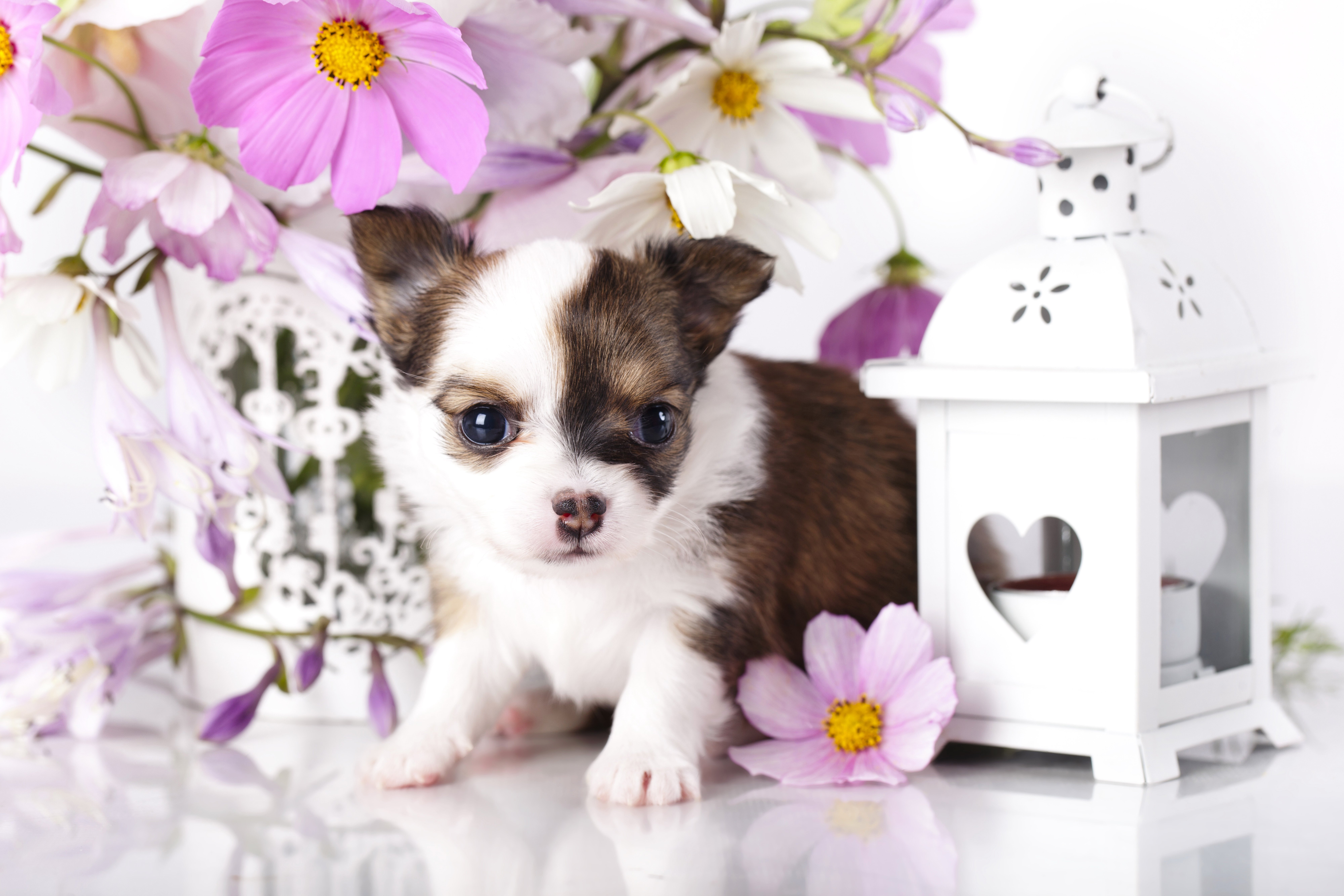 dogs, Chihuahua, Puppy, Animals, Baby Wallpaper HD / Desktop and Mobile Background