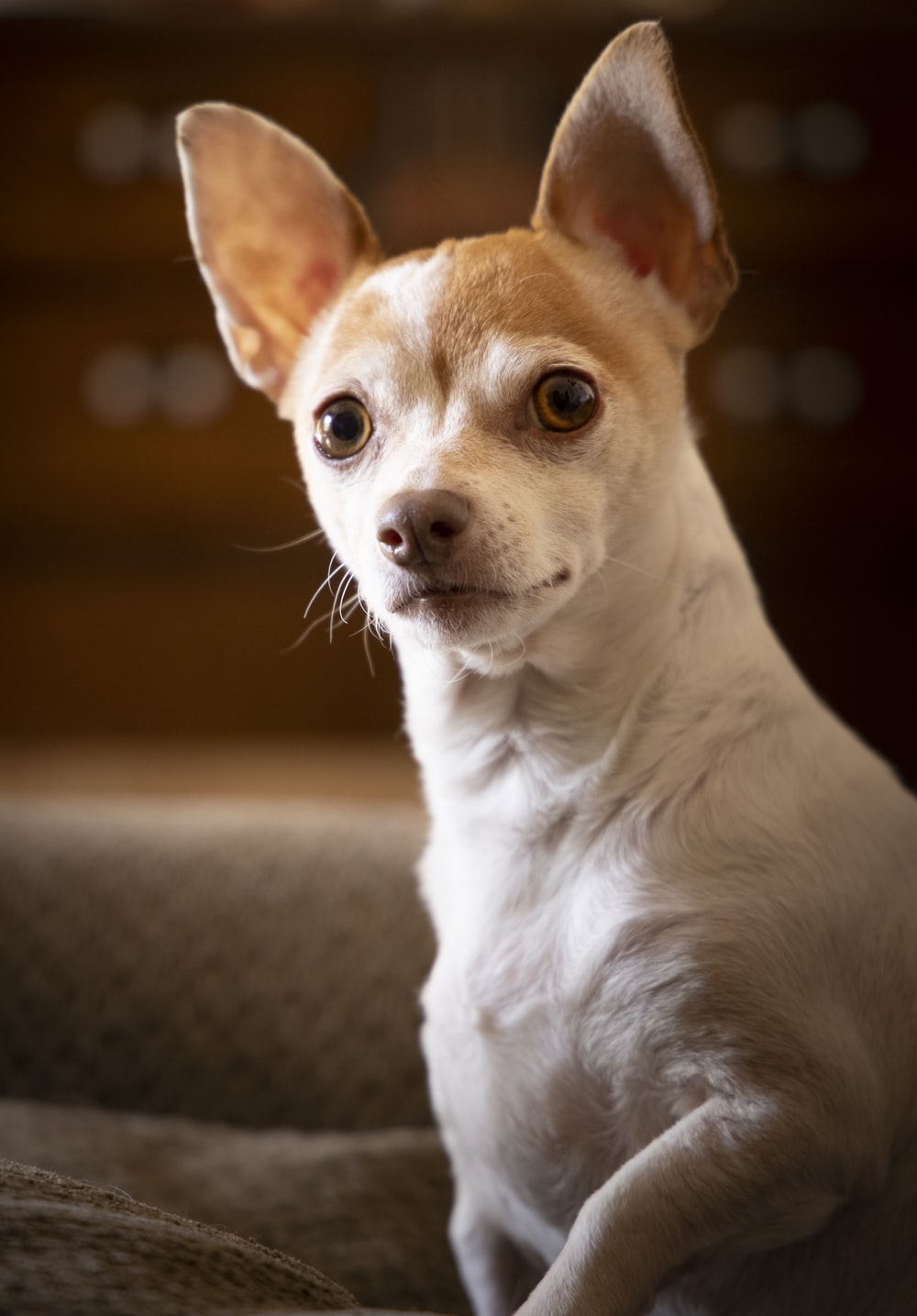 Chihuahua Picture. Download Free Image