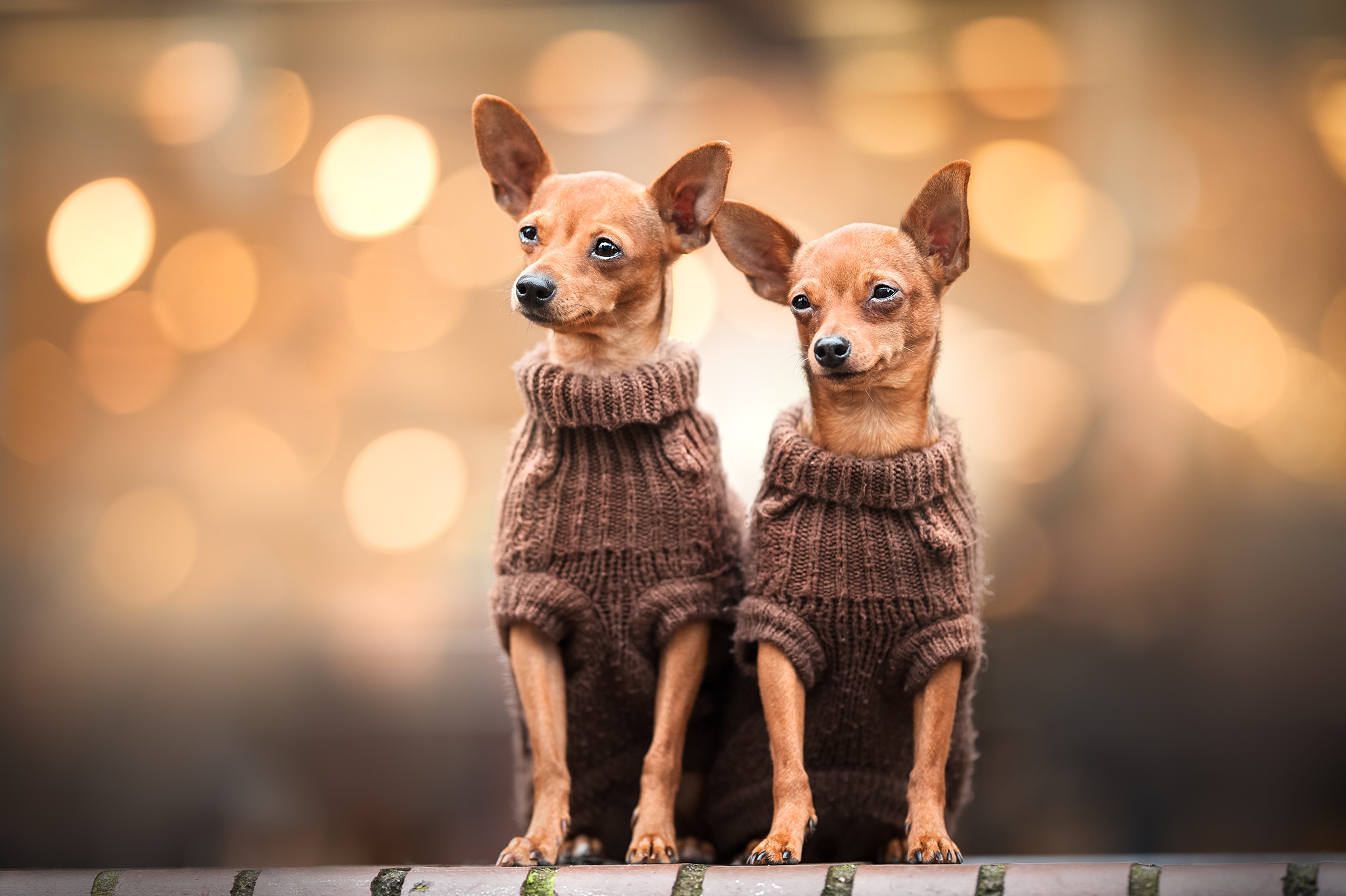 Two chihuahuas with a sweater HD Wallpaper