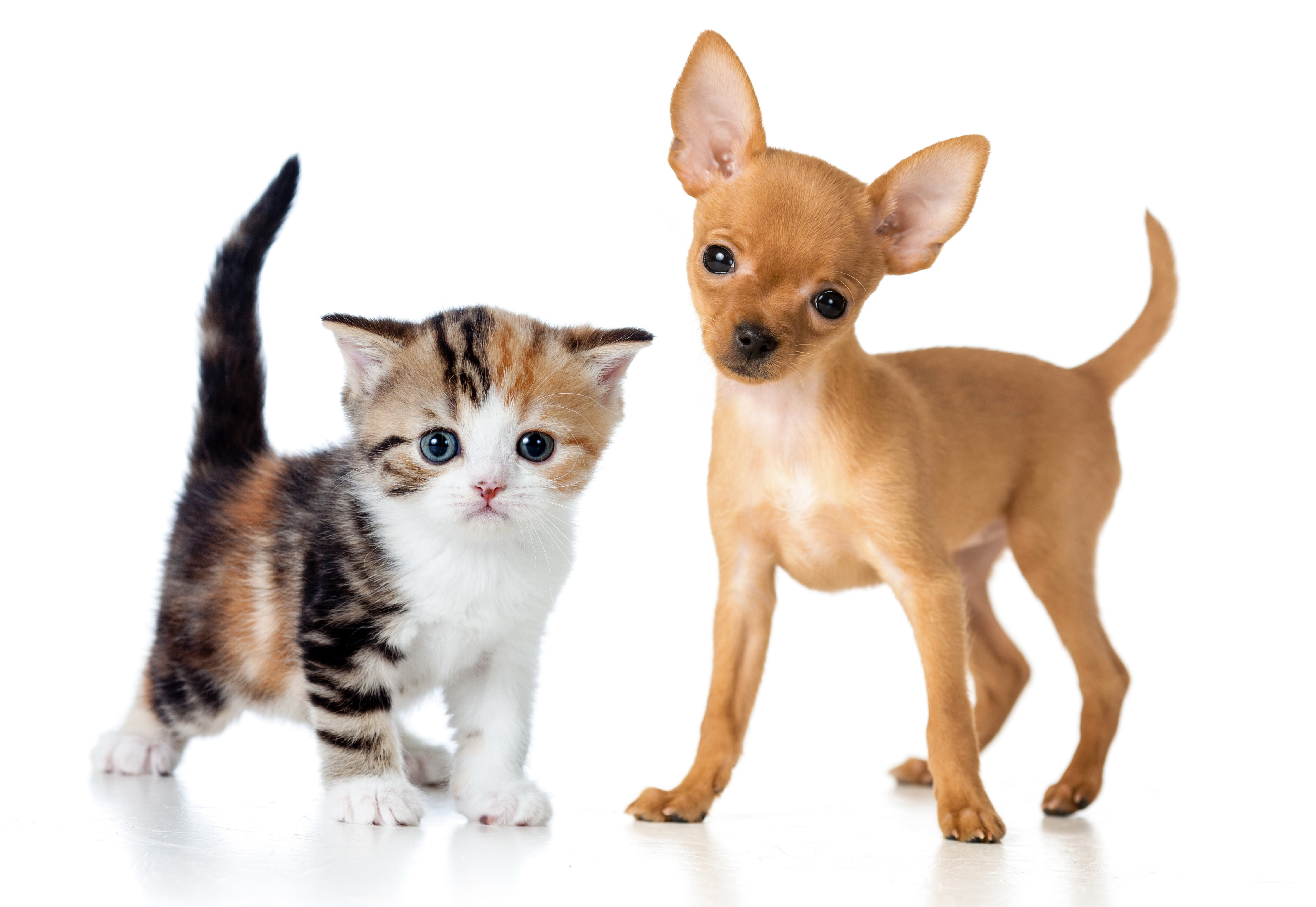 Picture Kittens puppies Chihuahua Russkiy Toy cat Dogs 4500x3100