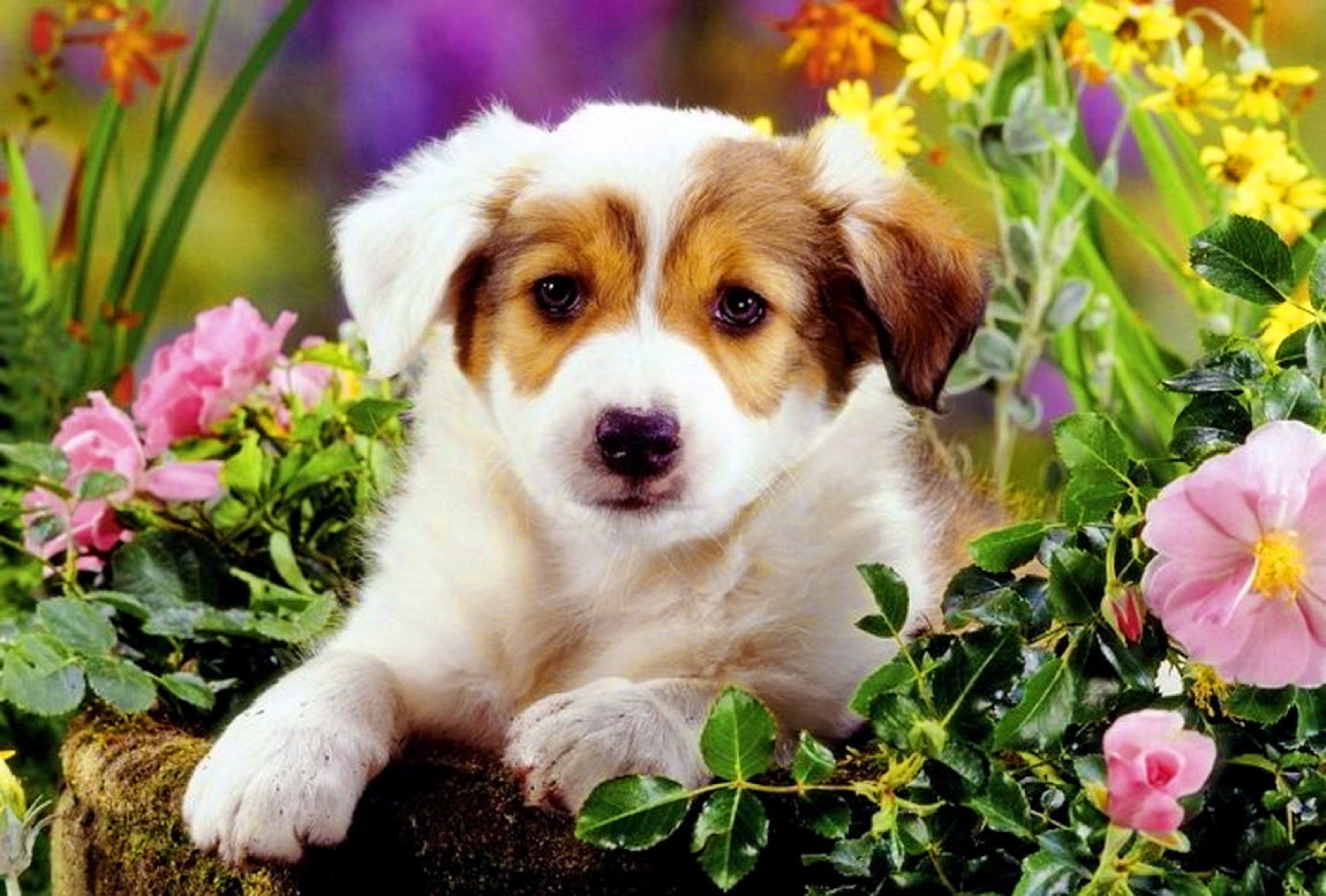 Free download cute puppies in spring flowers Car Tuning [1920x1297] for your Desktop, Mobile & Tablet. Explore Golden Retriever Easter Wallpaper. Easter Golden Retriever Wallpaper, Golden Retriever Easter Wallpaper
