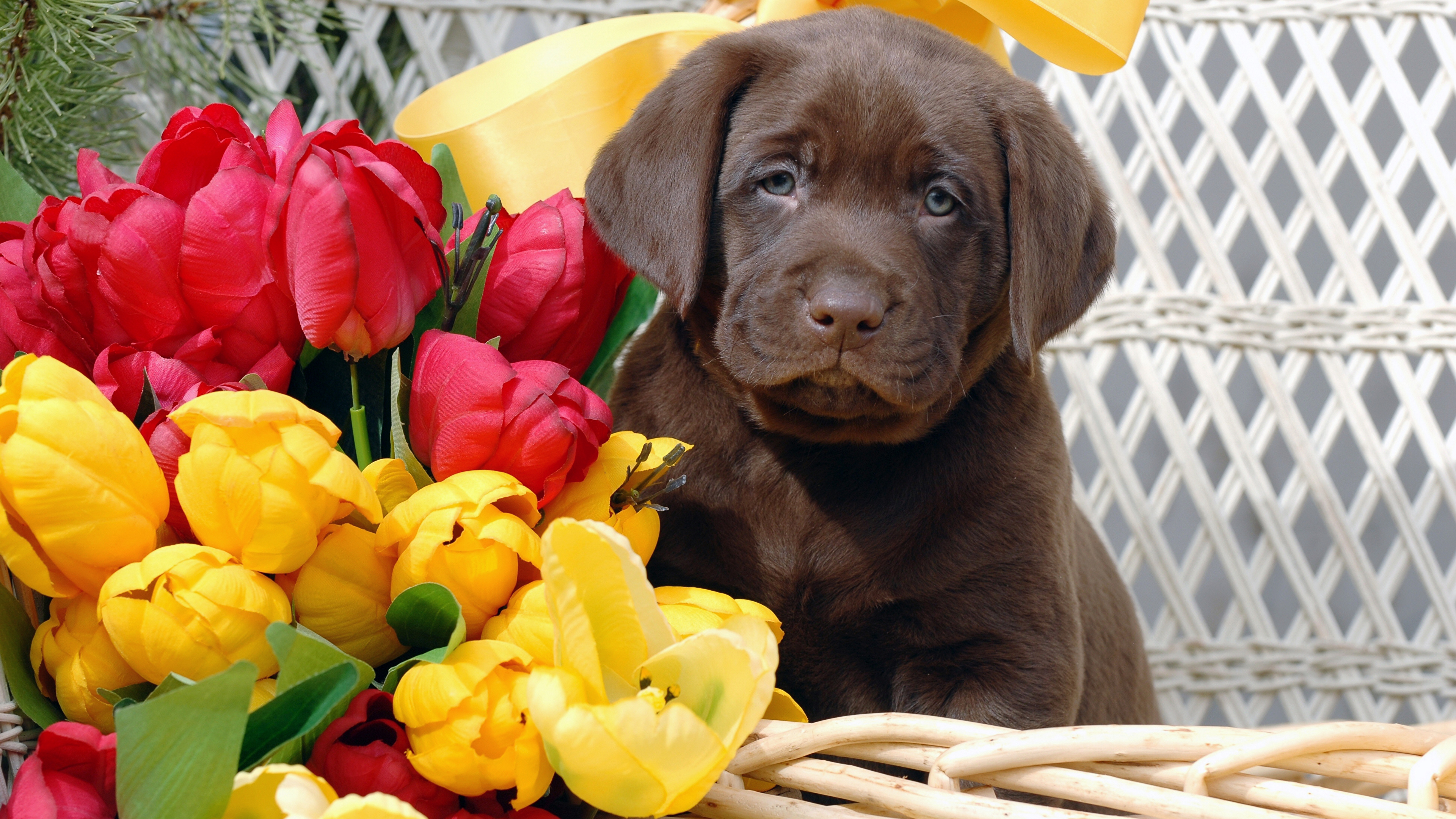 Photo Puppy Retriever dog tulip animal 3840x2160