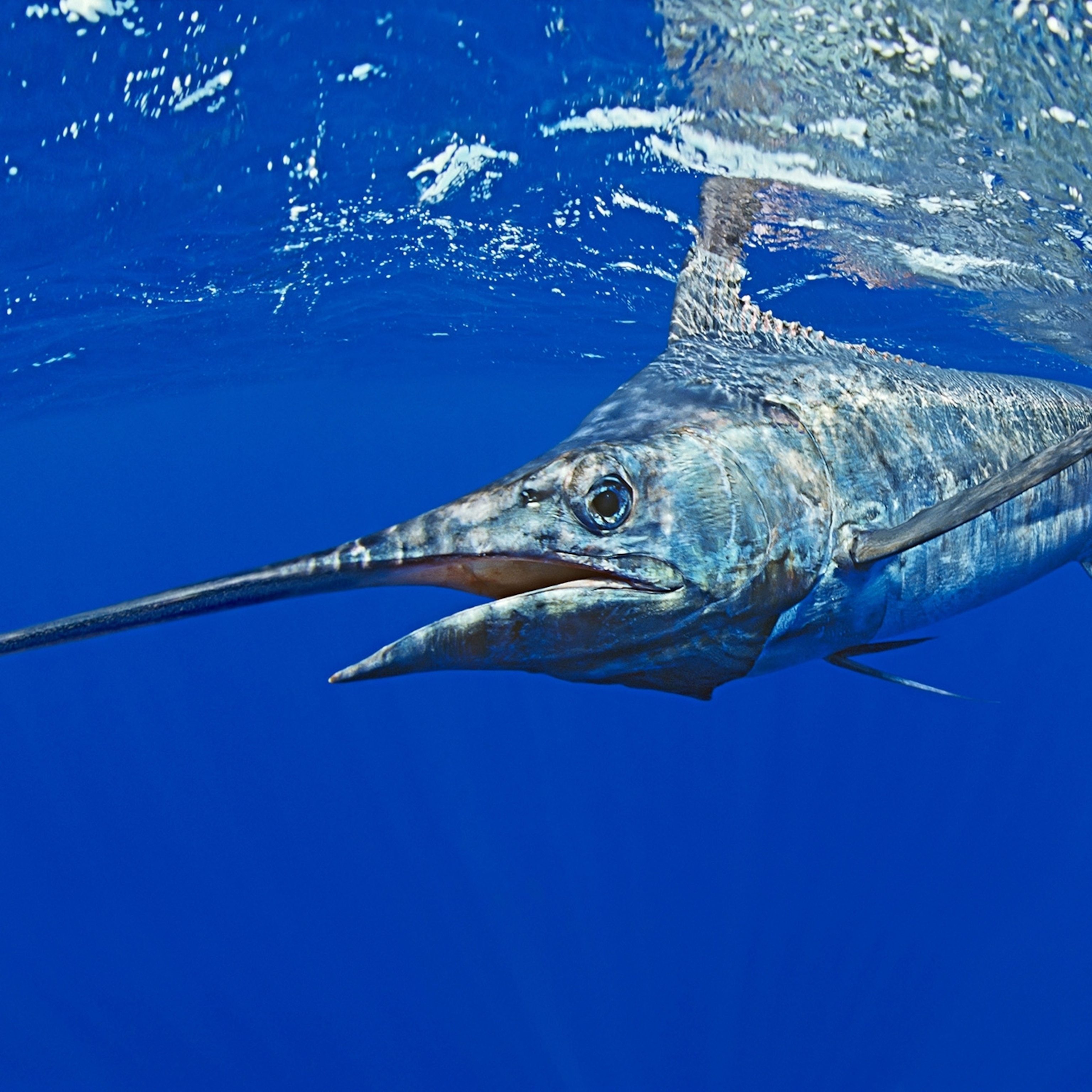 Atlantic Blue Marlin Wallpapers Wallpaper Cave