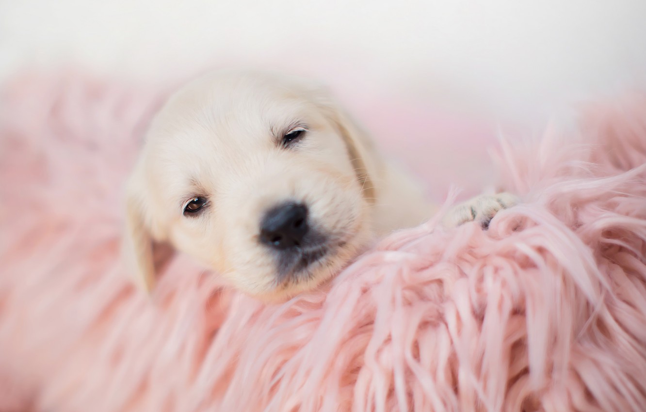 Wallpaper sleep, baby, blanket, puppy image for desktop, section собаки