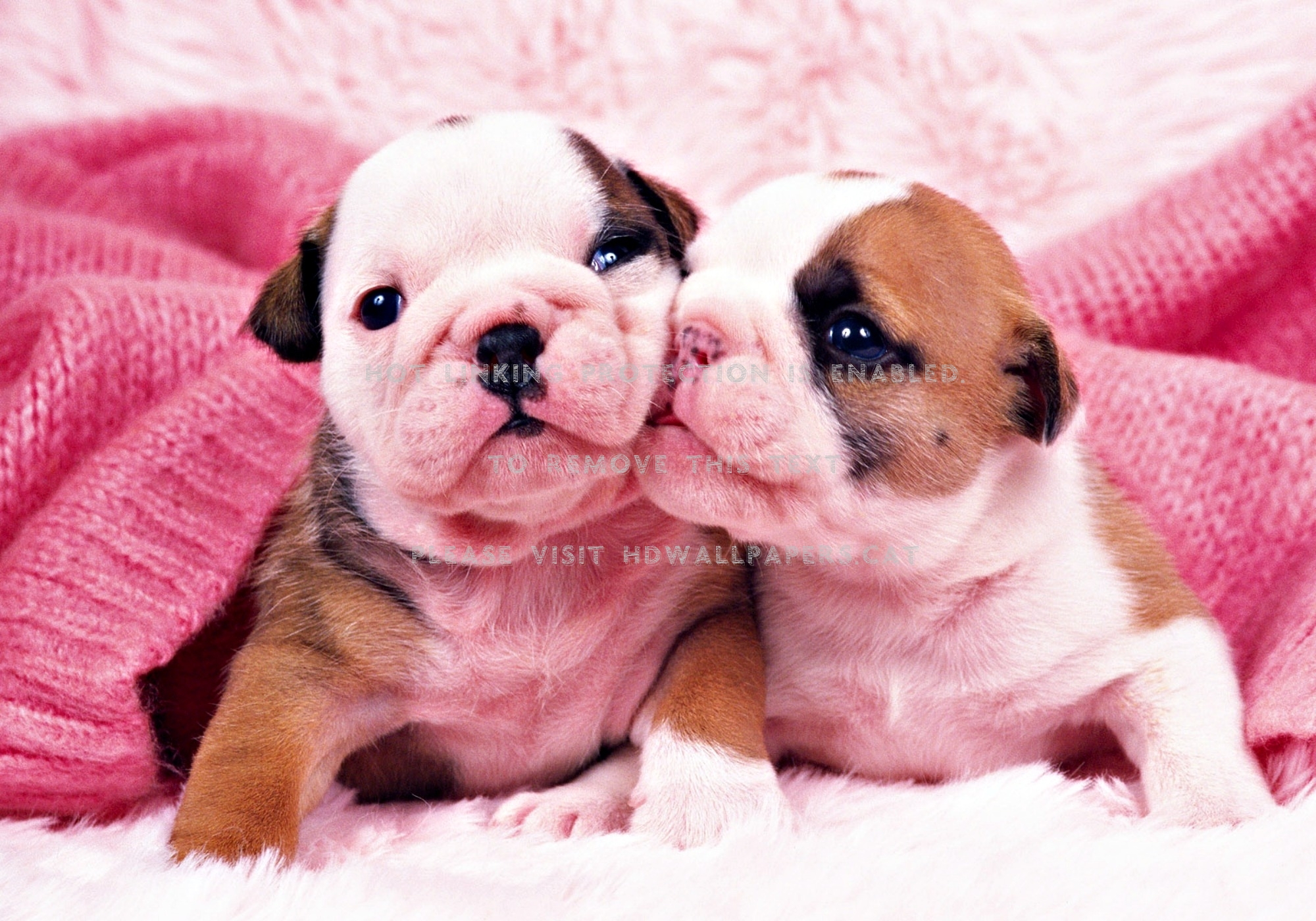 kiss lovely white pink puppy cute sweet dog