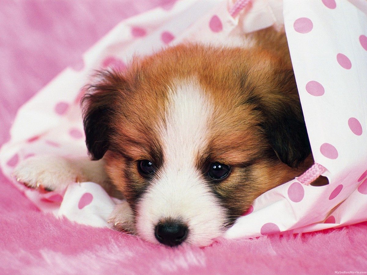 Cute Sad Puppy Wallpaper