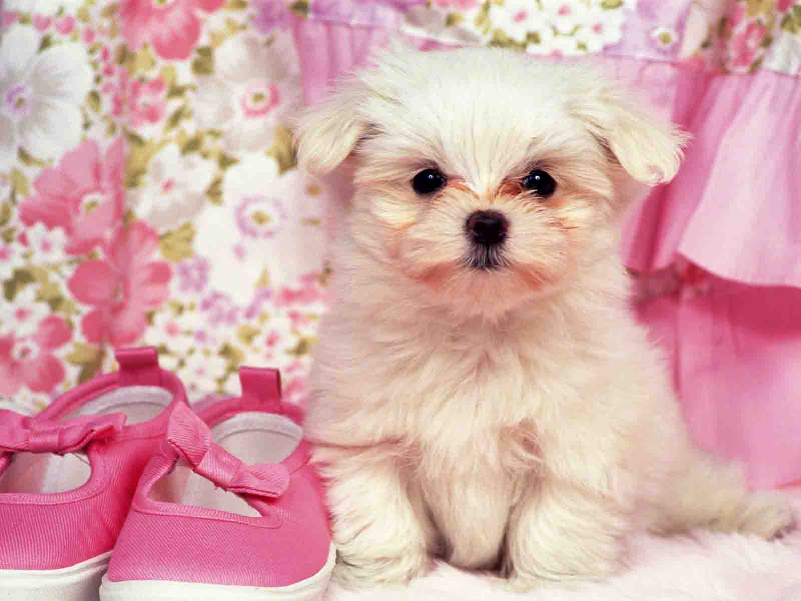 Pink Puppy Wallpaper