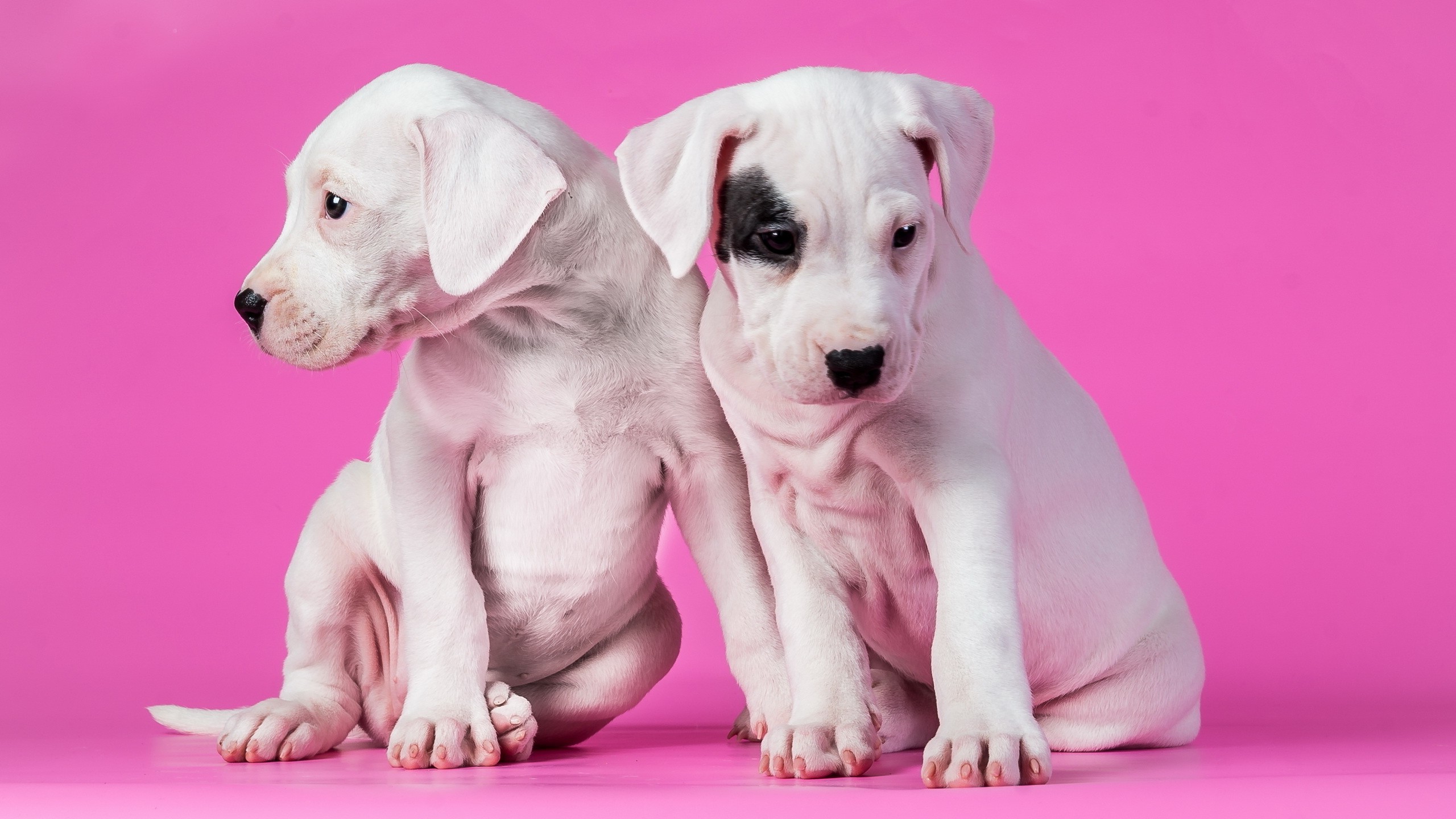 animals, Dog, Pink Background, Puppies Wallpaper HD / Desktop and Mobile Background